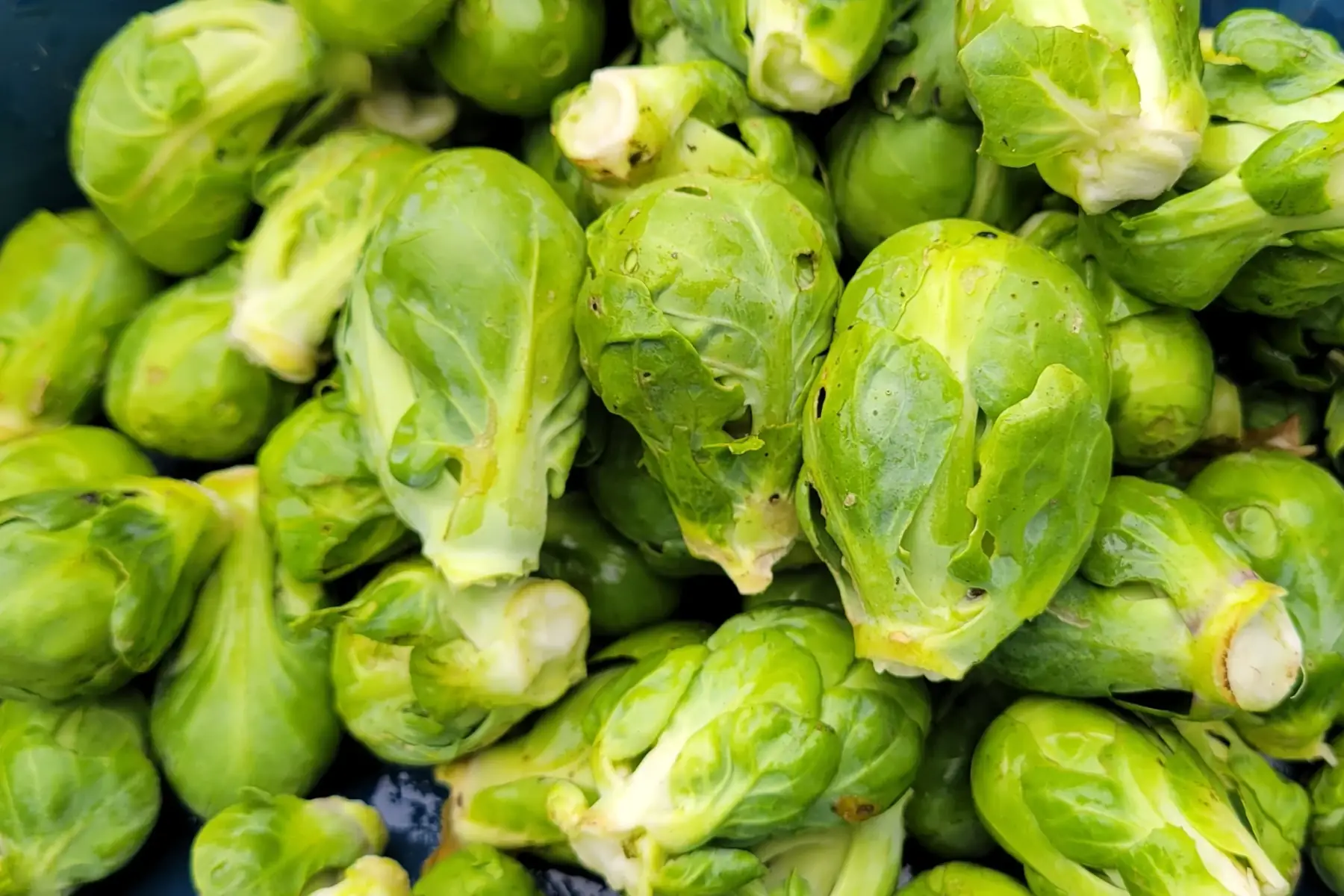 choux de bruxelles bio