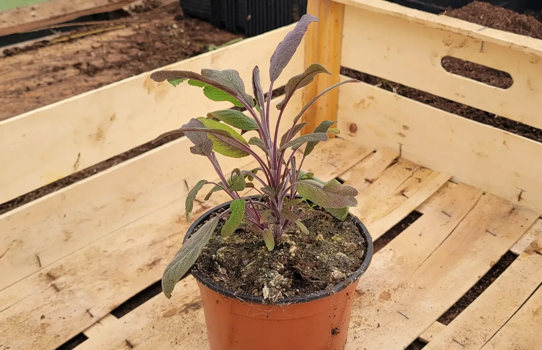 plant de sauge violette bio