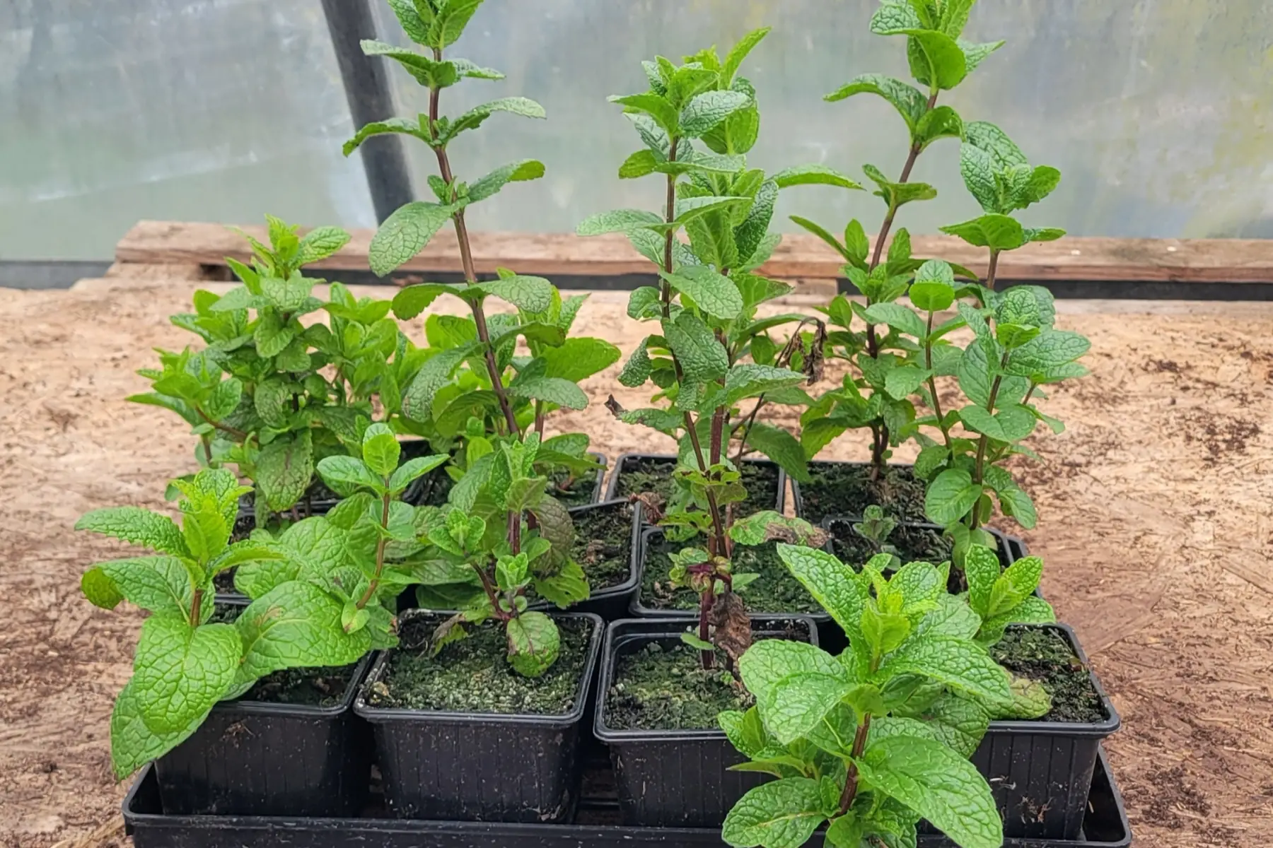 Plant de menthe verte bio