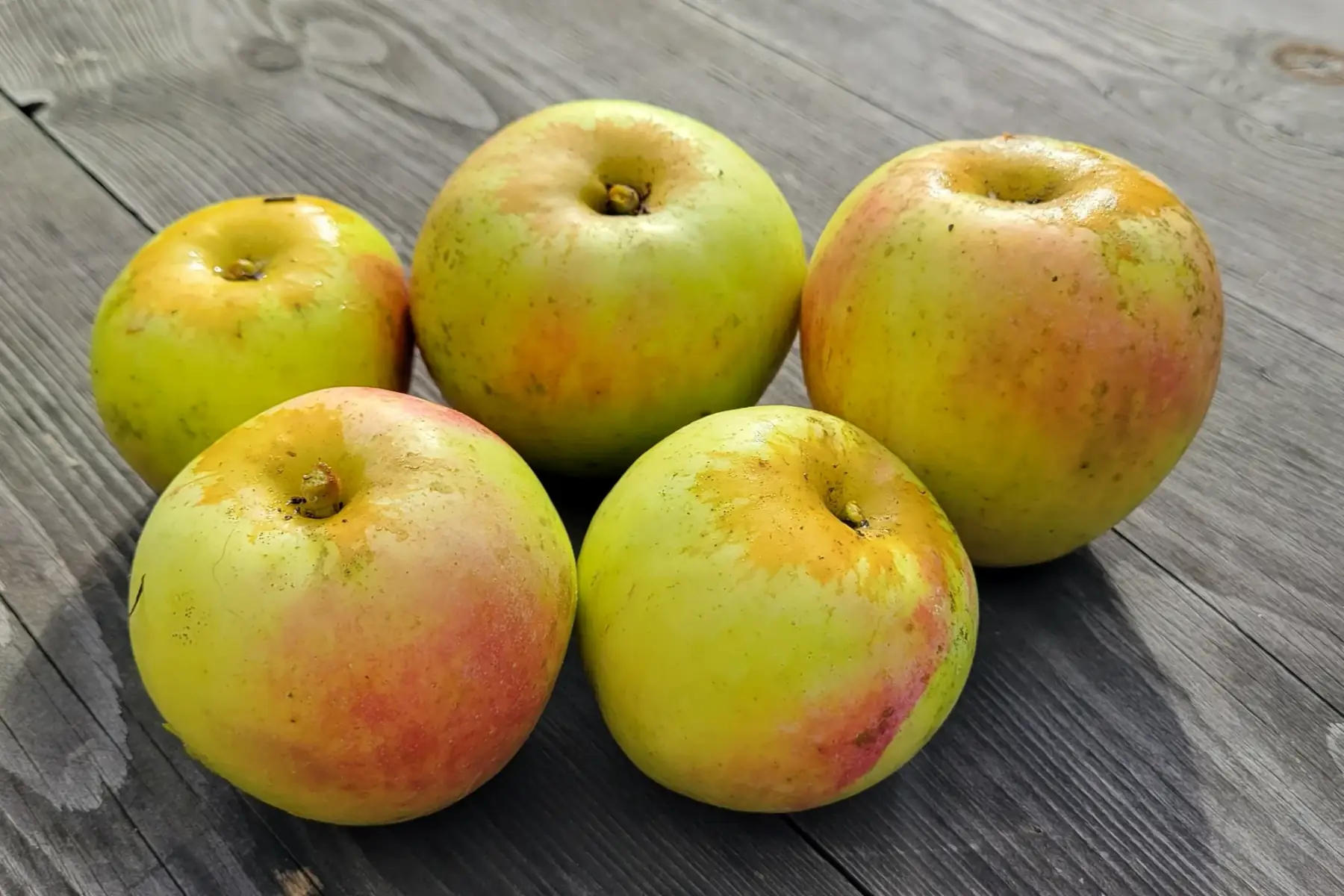 pommes bio - variété chair ferme et croquante, acidulée