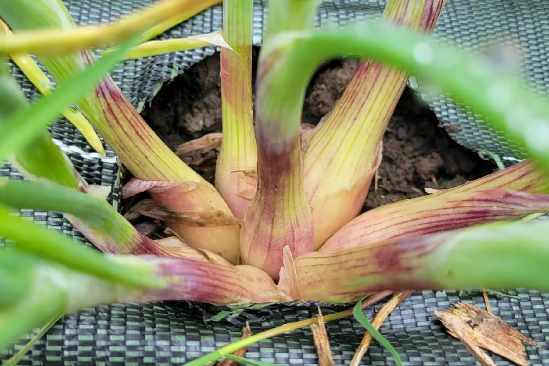 échalotes bio fraîches en botte