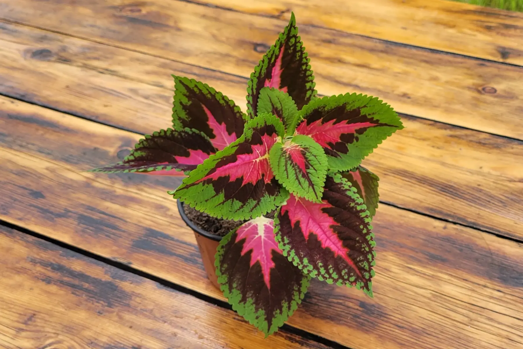 plante d'intérieur - coleus