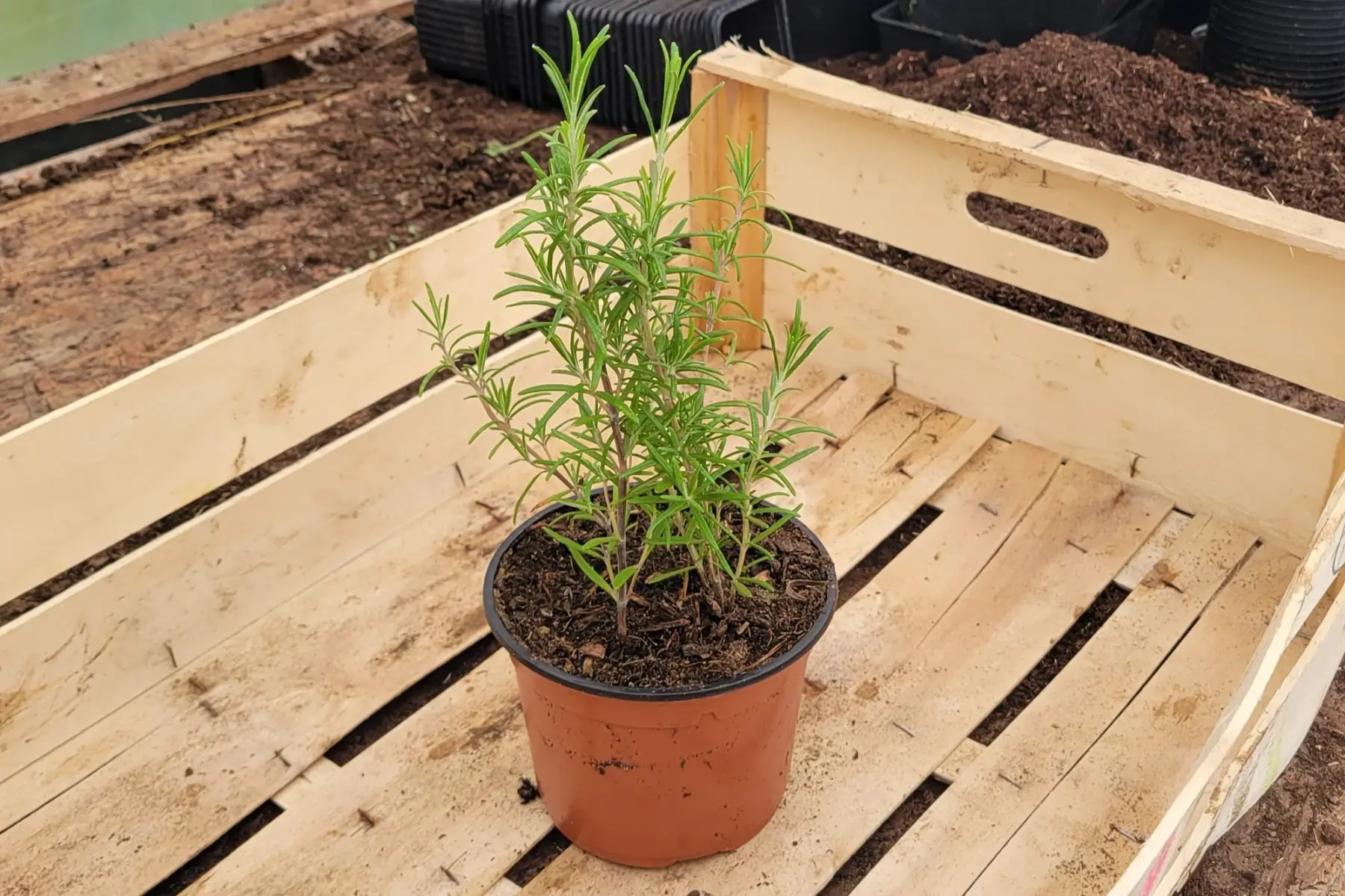 plant de romarin bio (moyen)