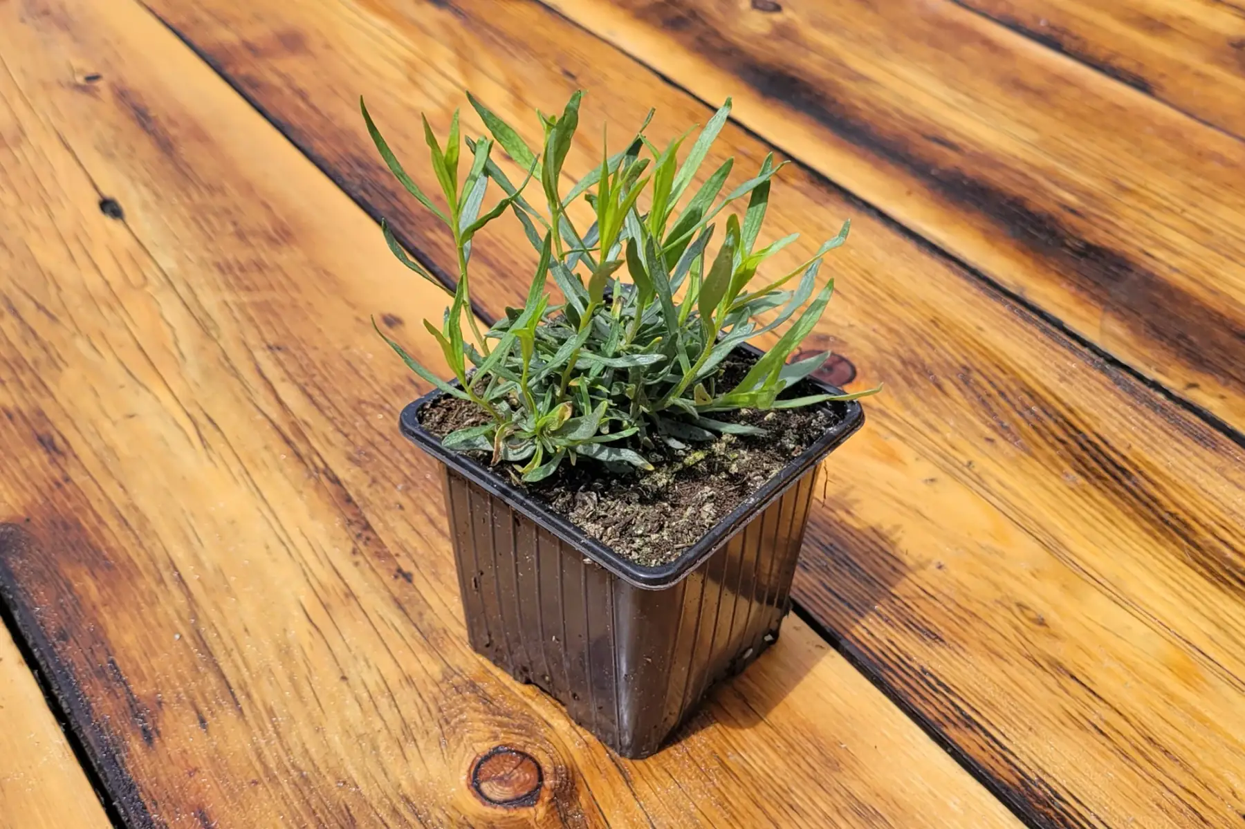 plant d'estragon bio