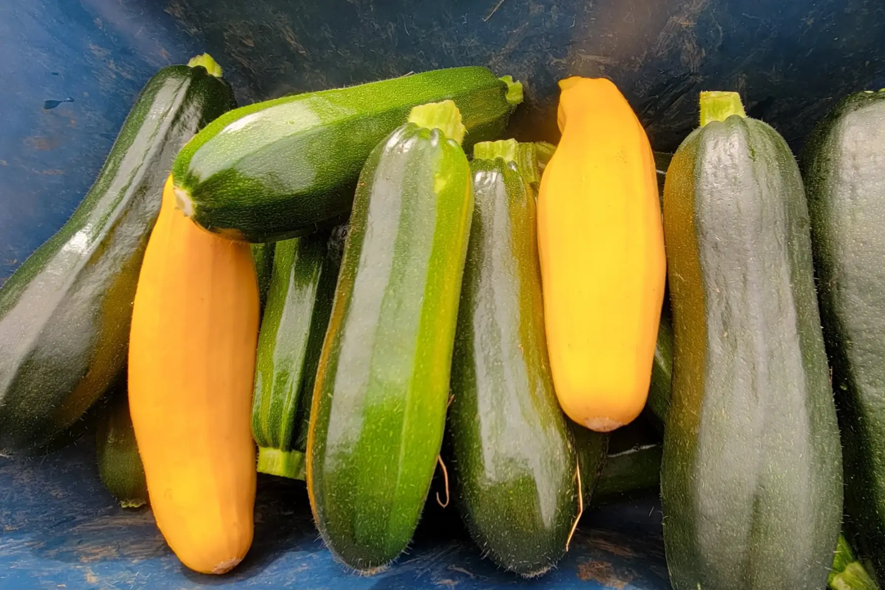 courgettes nouvelles en mélange (suivant récolte)