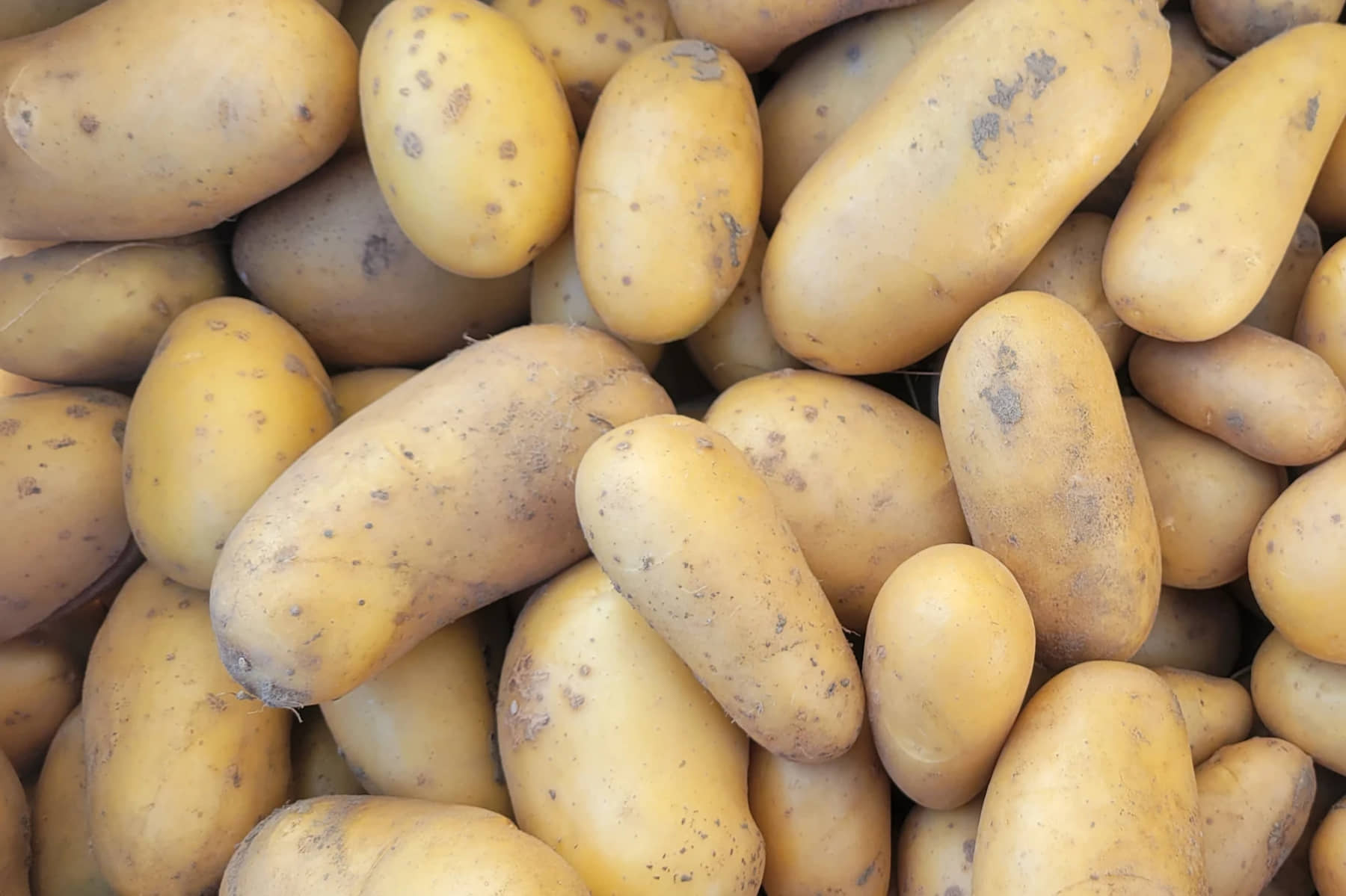 pommes de terre bio variété allians calibre moyen de La Fermette des — free download