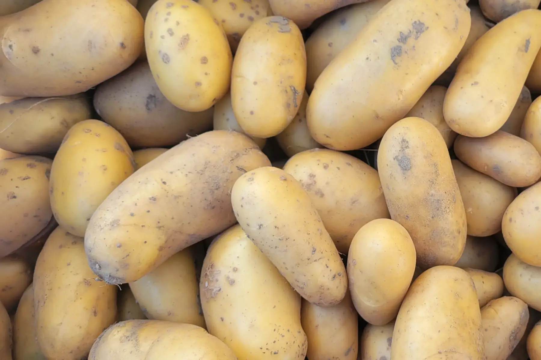 pommes de terre bio - variété allians (ferme)