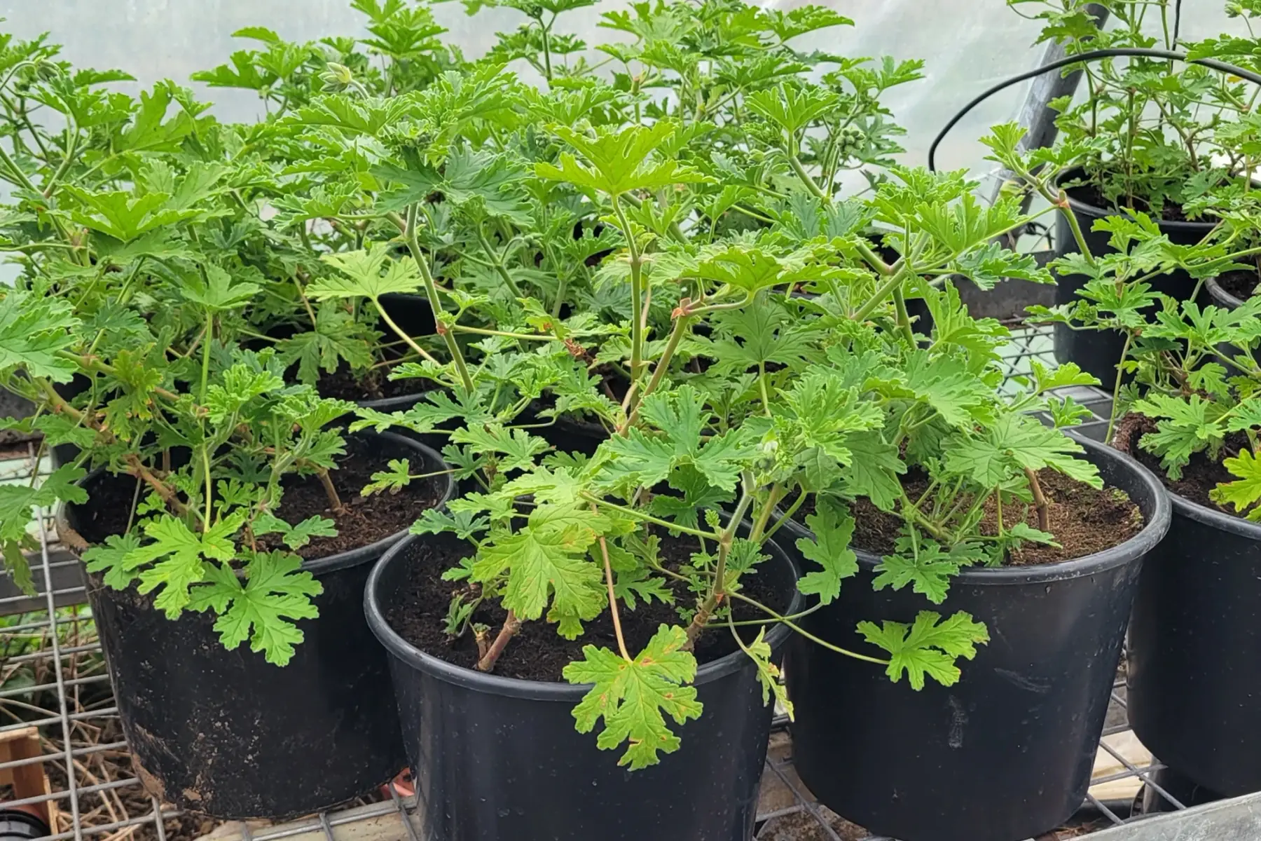 plant de géranium rosat bio (grand)