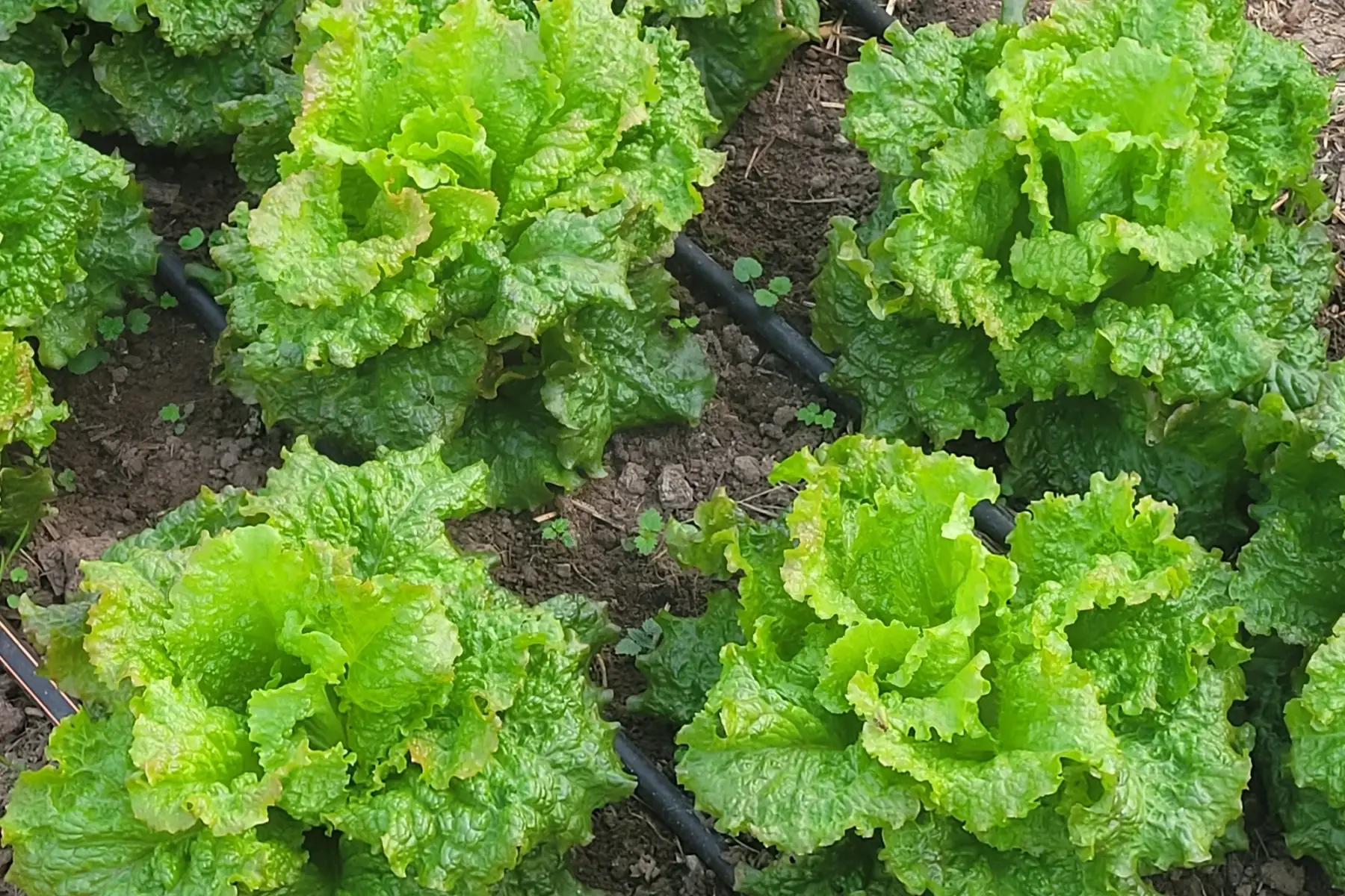 salade grenobloise bio (petite)