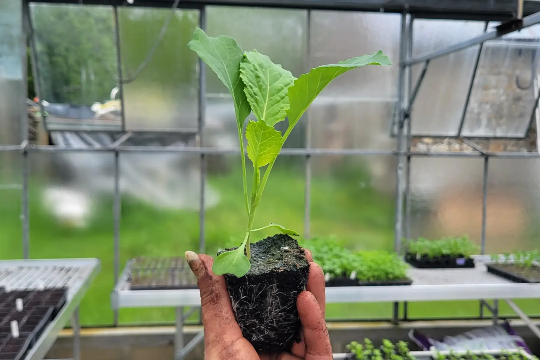 plant de chou vert frisé - variété paradiesler