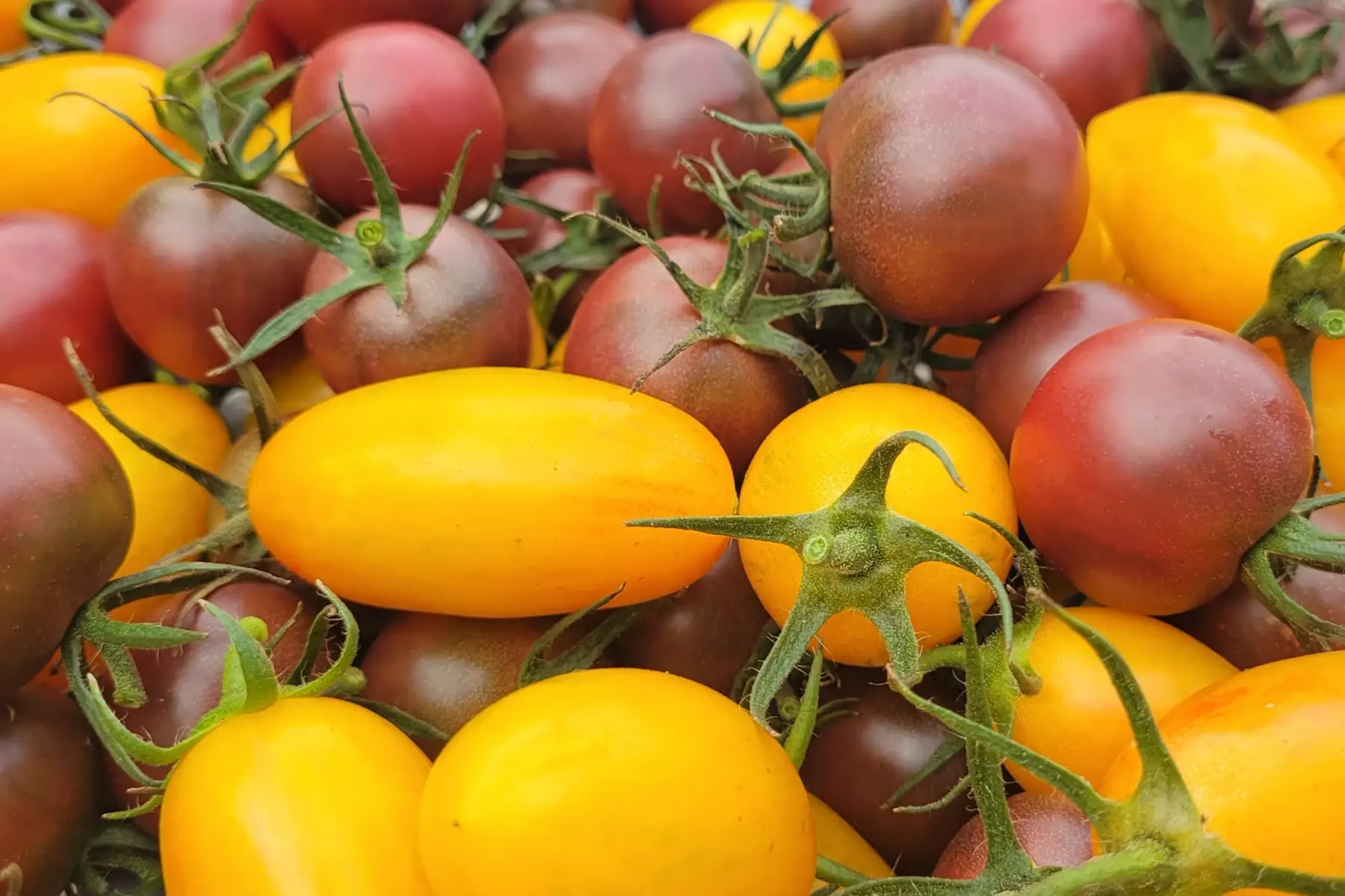tomates cerises couleur bio