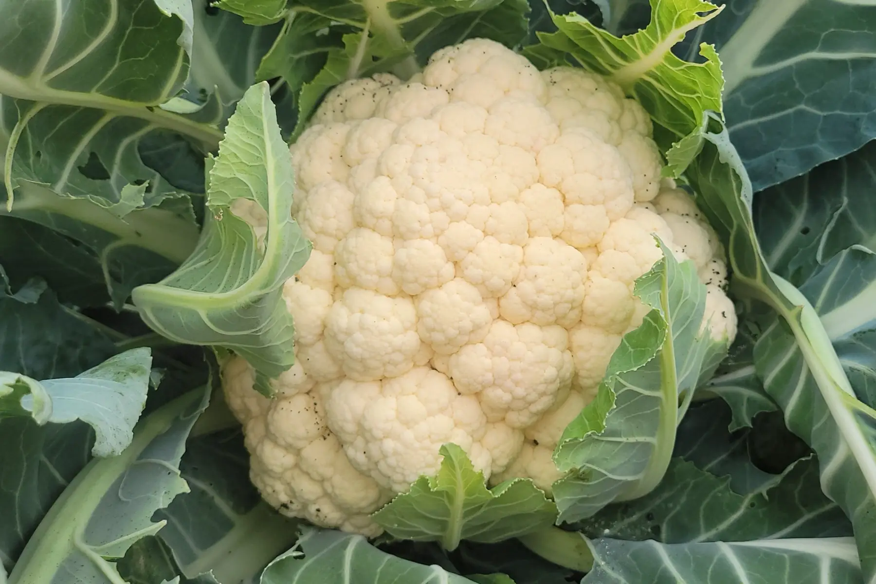 chou fleur