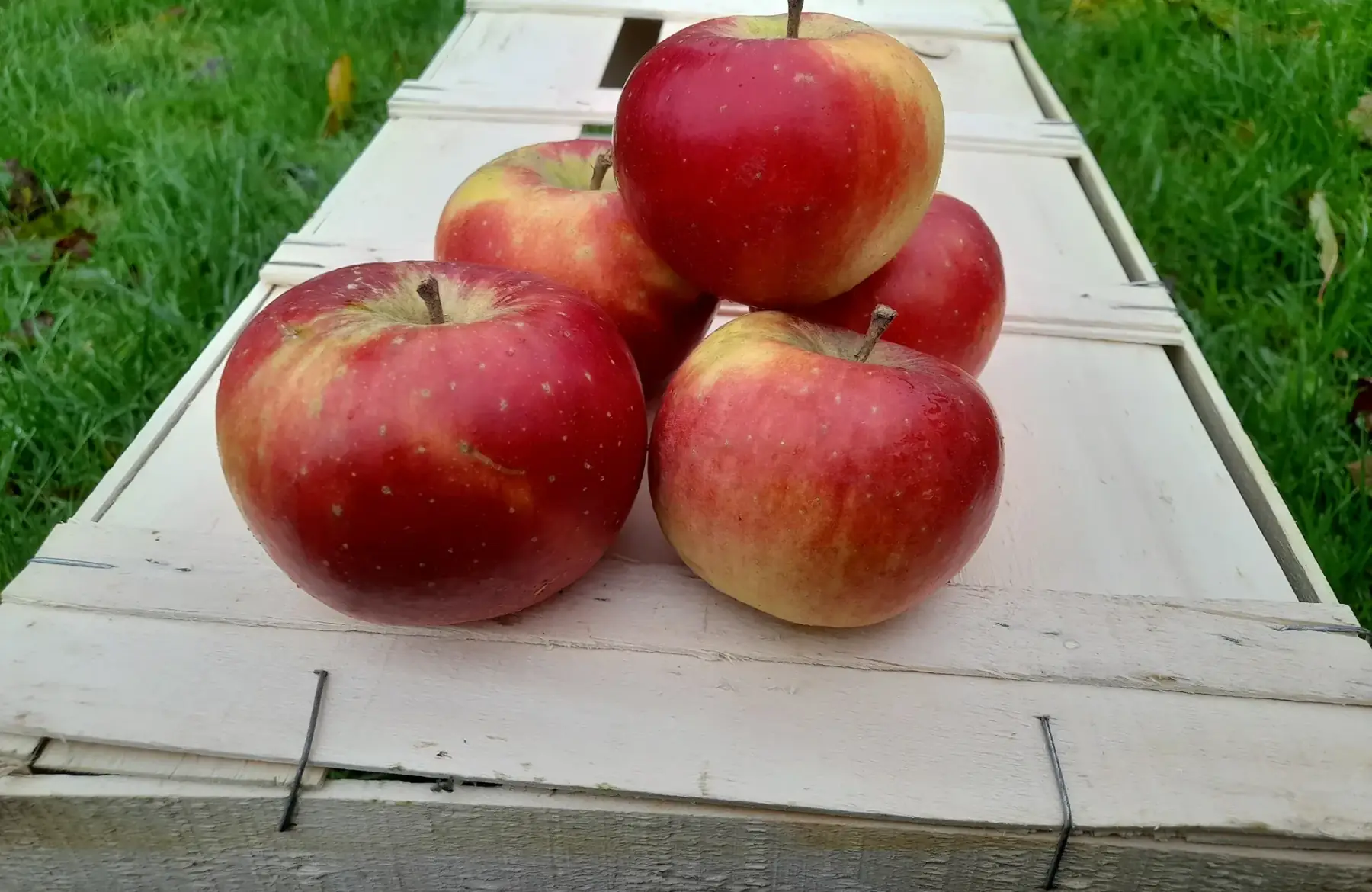 LE VERGER DES ROCHES