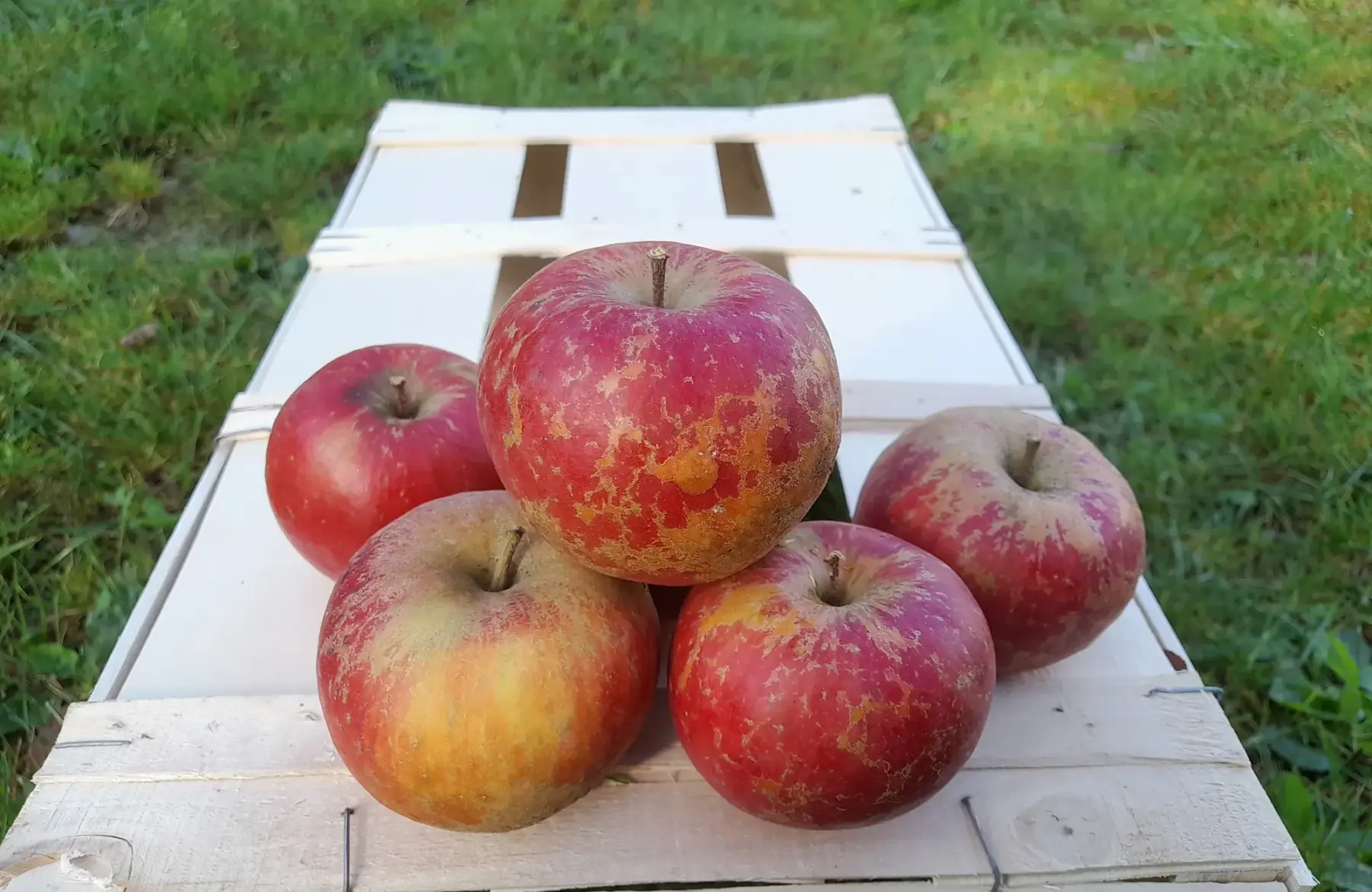pommes ladina