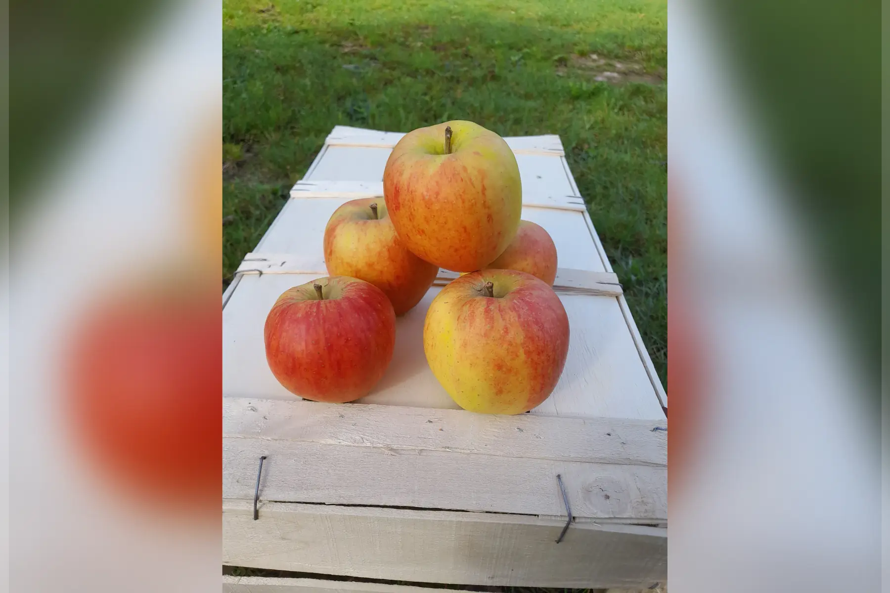 LE VERGER DES ROCHES