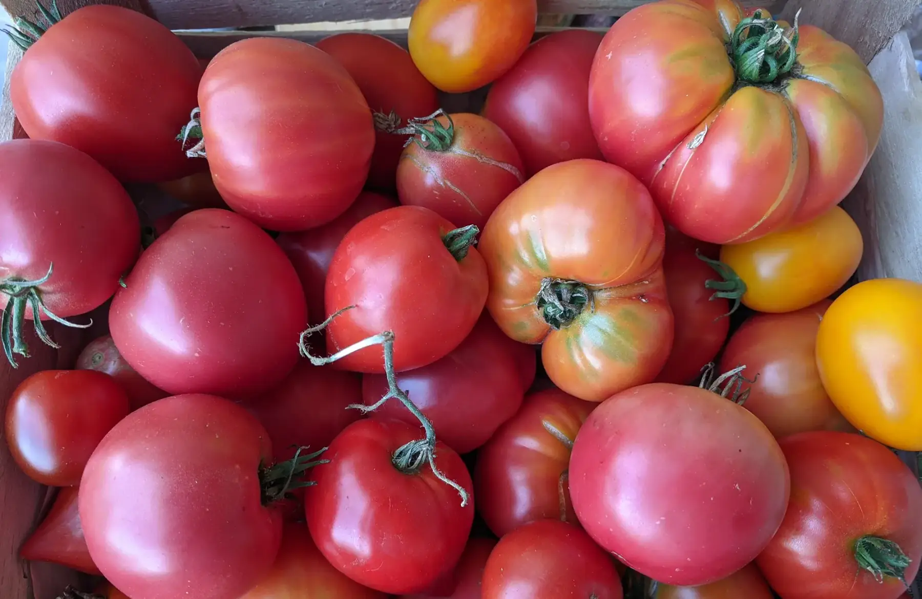 tomates anciennes