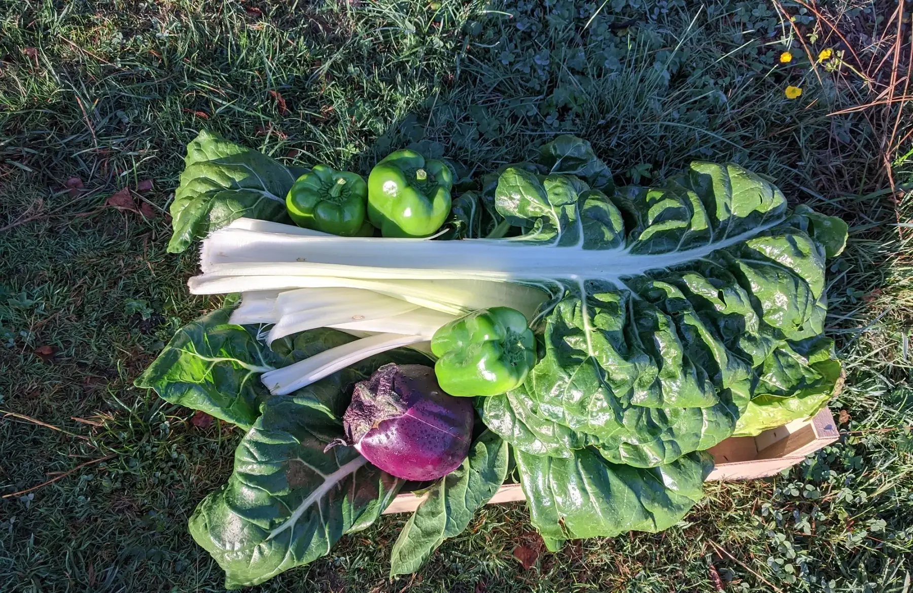 blette à cardes blanches