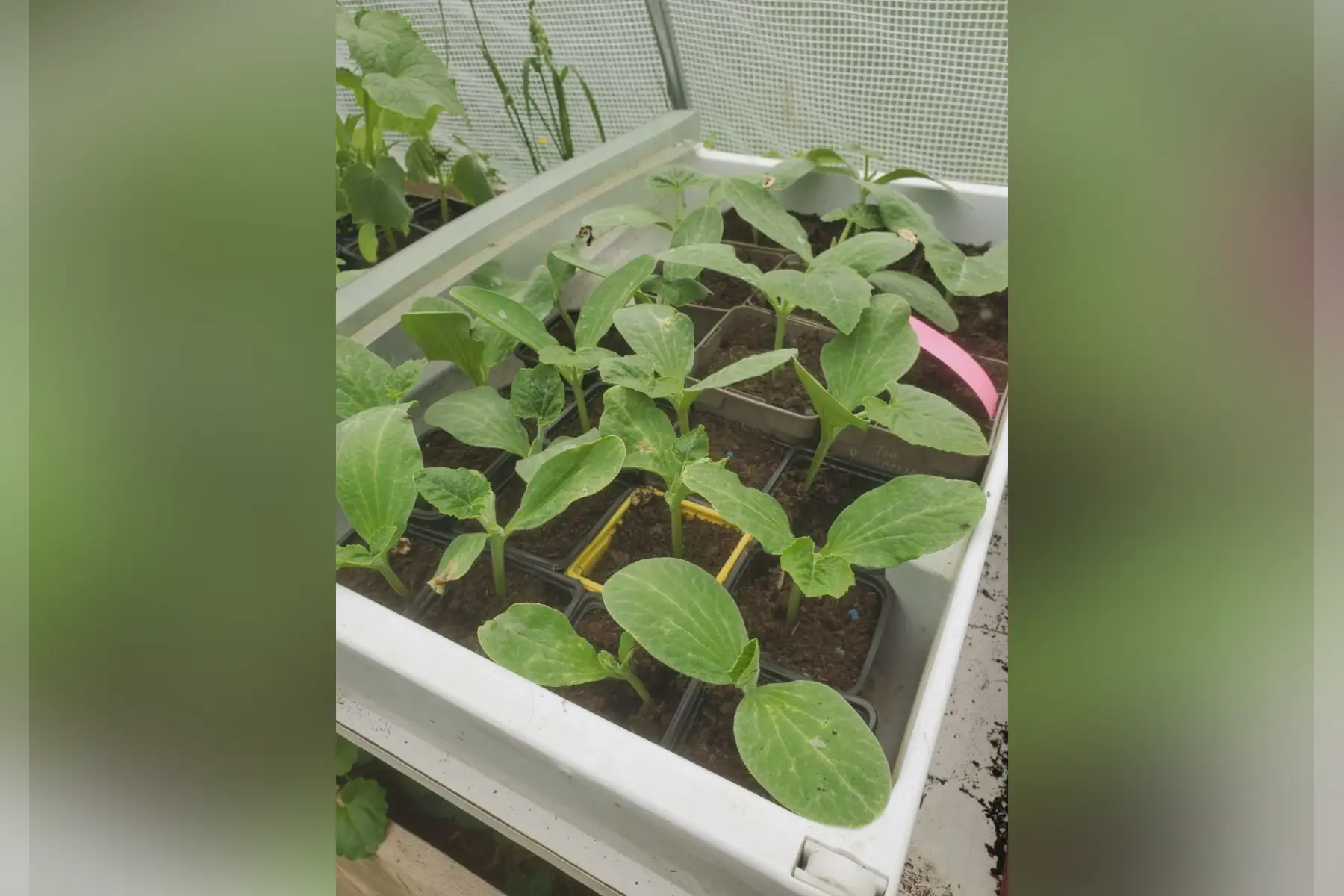 plant de courge muscade concours