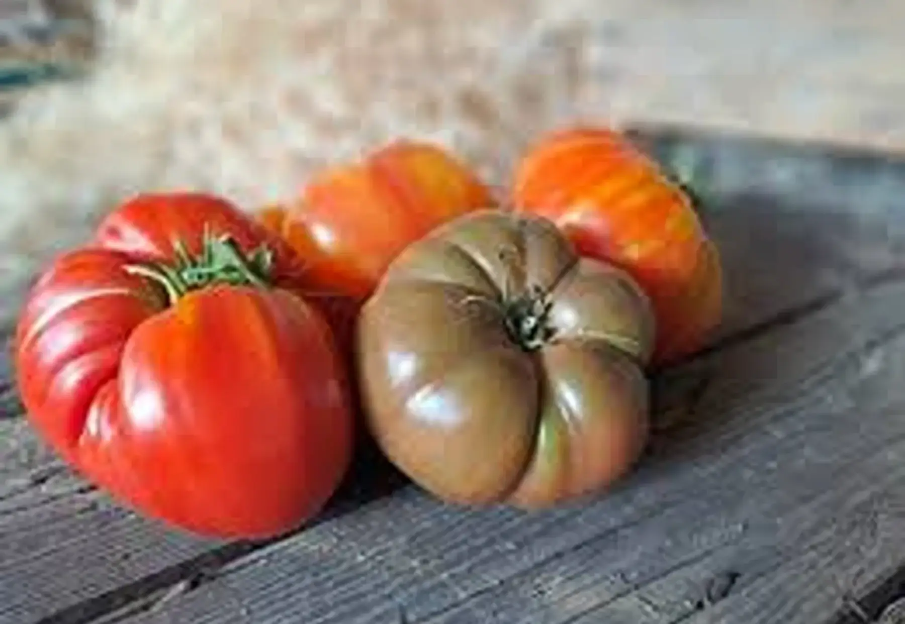 tomates anciennes