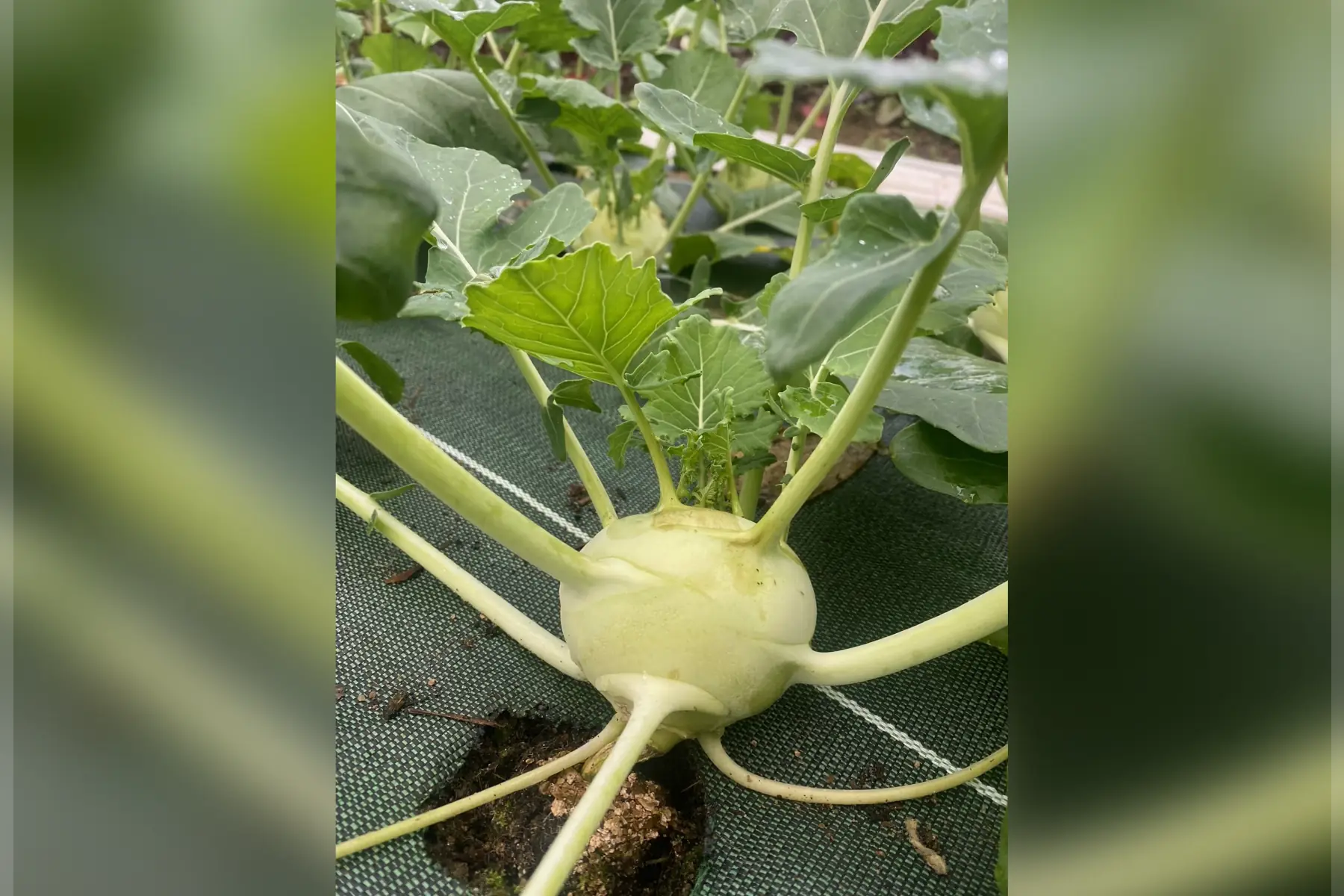 chou rave