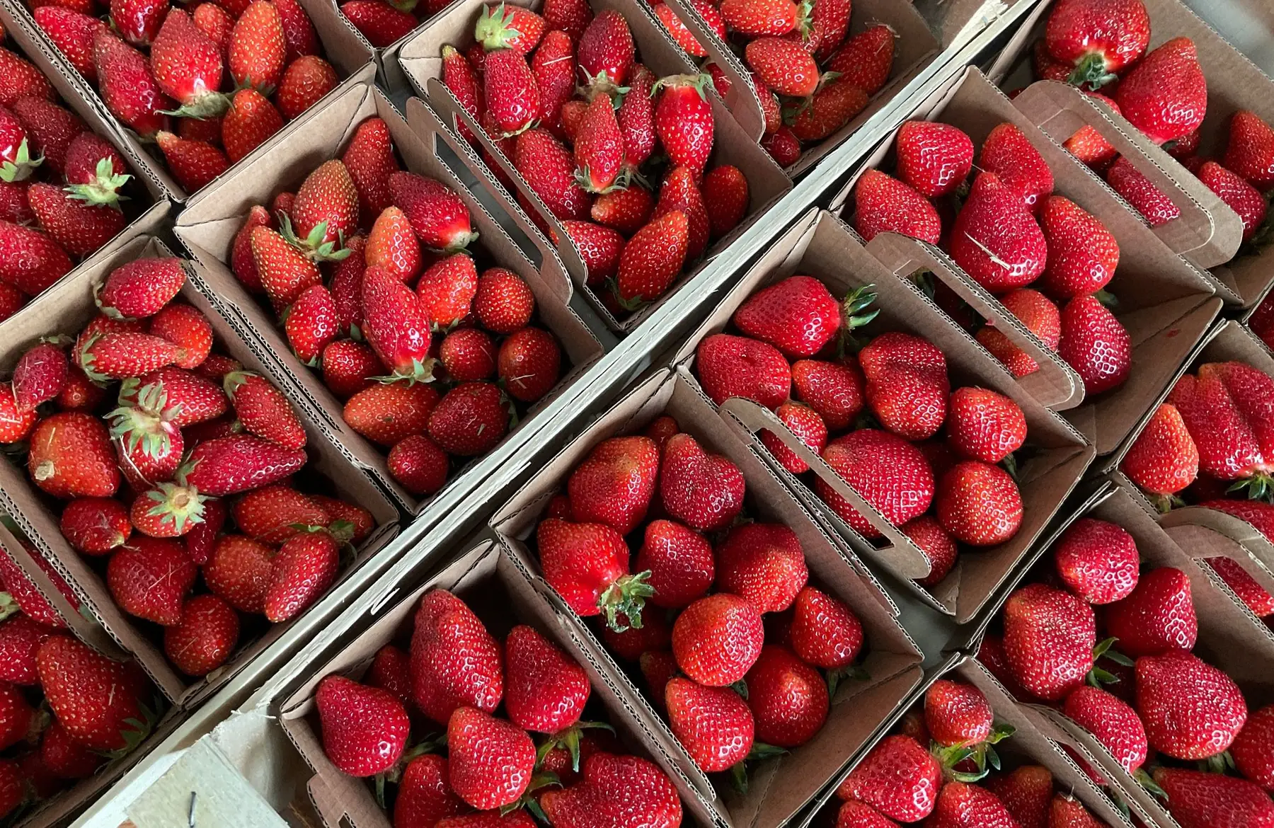 Fraises 1er choix 🍓