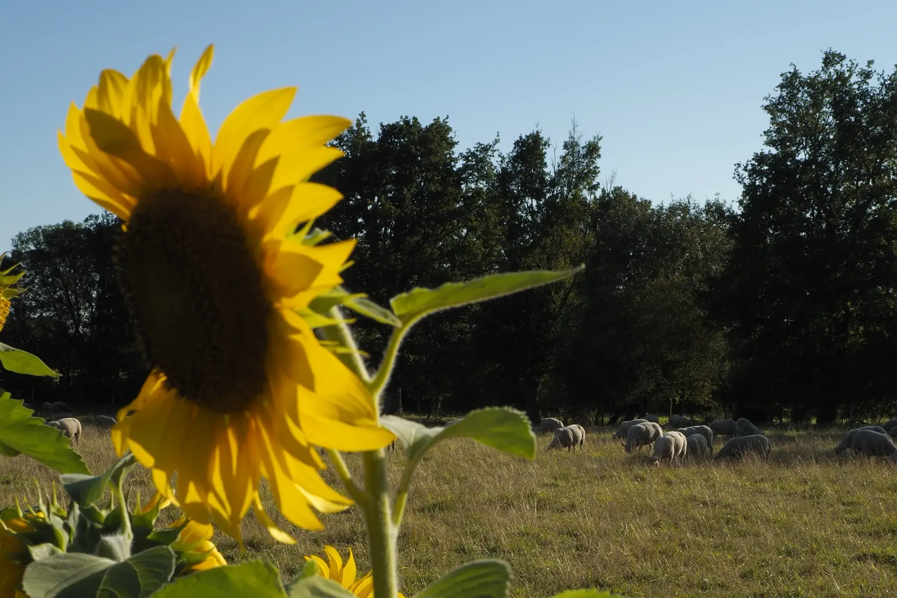 huilde de tournesol bio 75cl