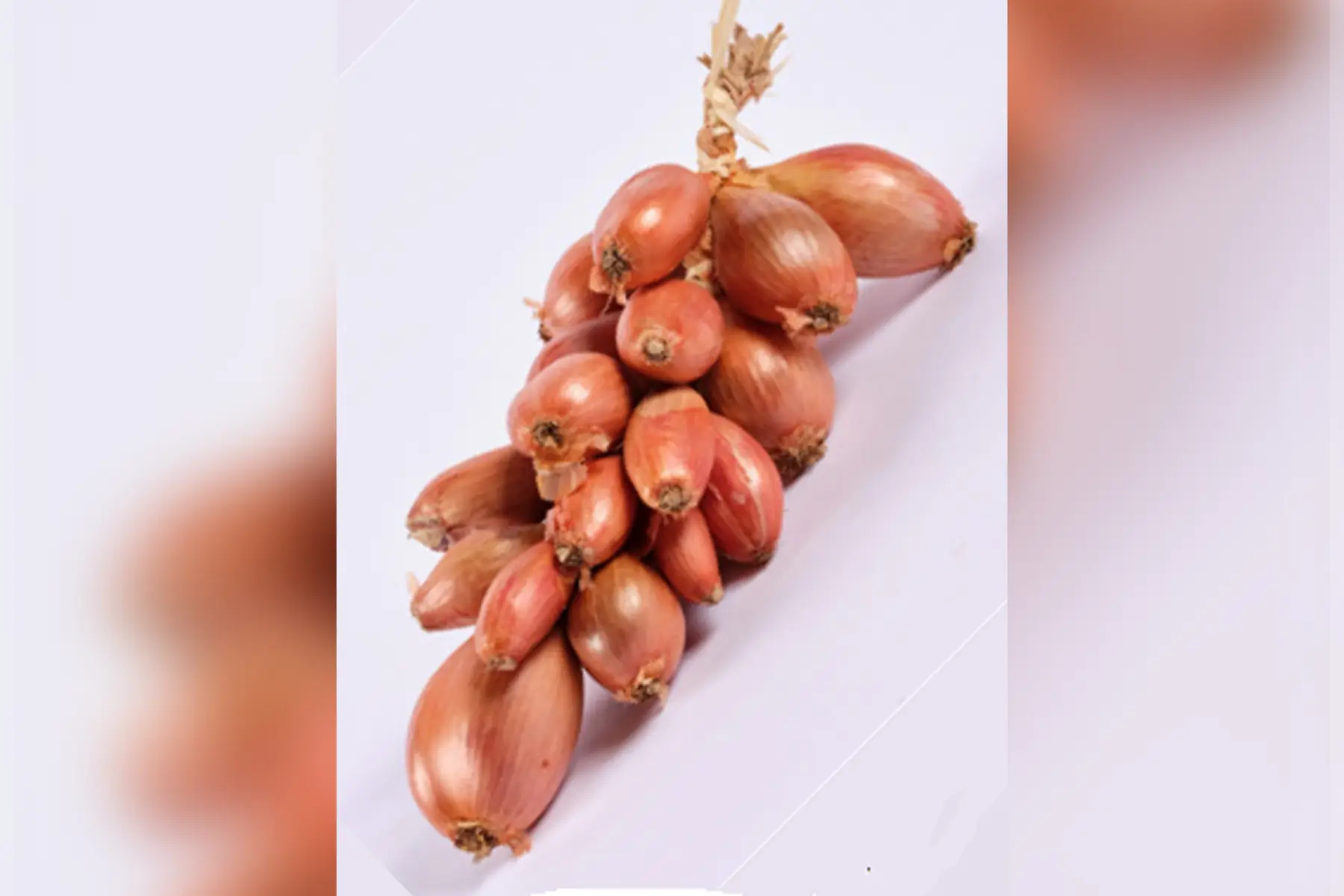 tresse échalotes traditionnelles de bretagne bio