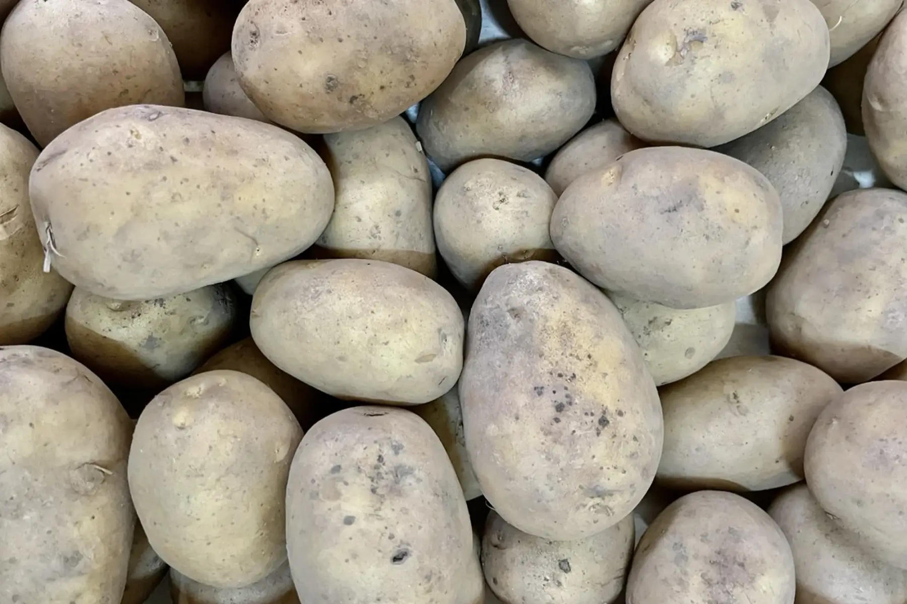 pomme de terre maïwenn bio