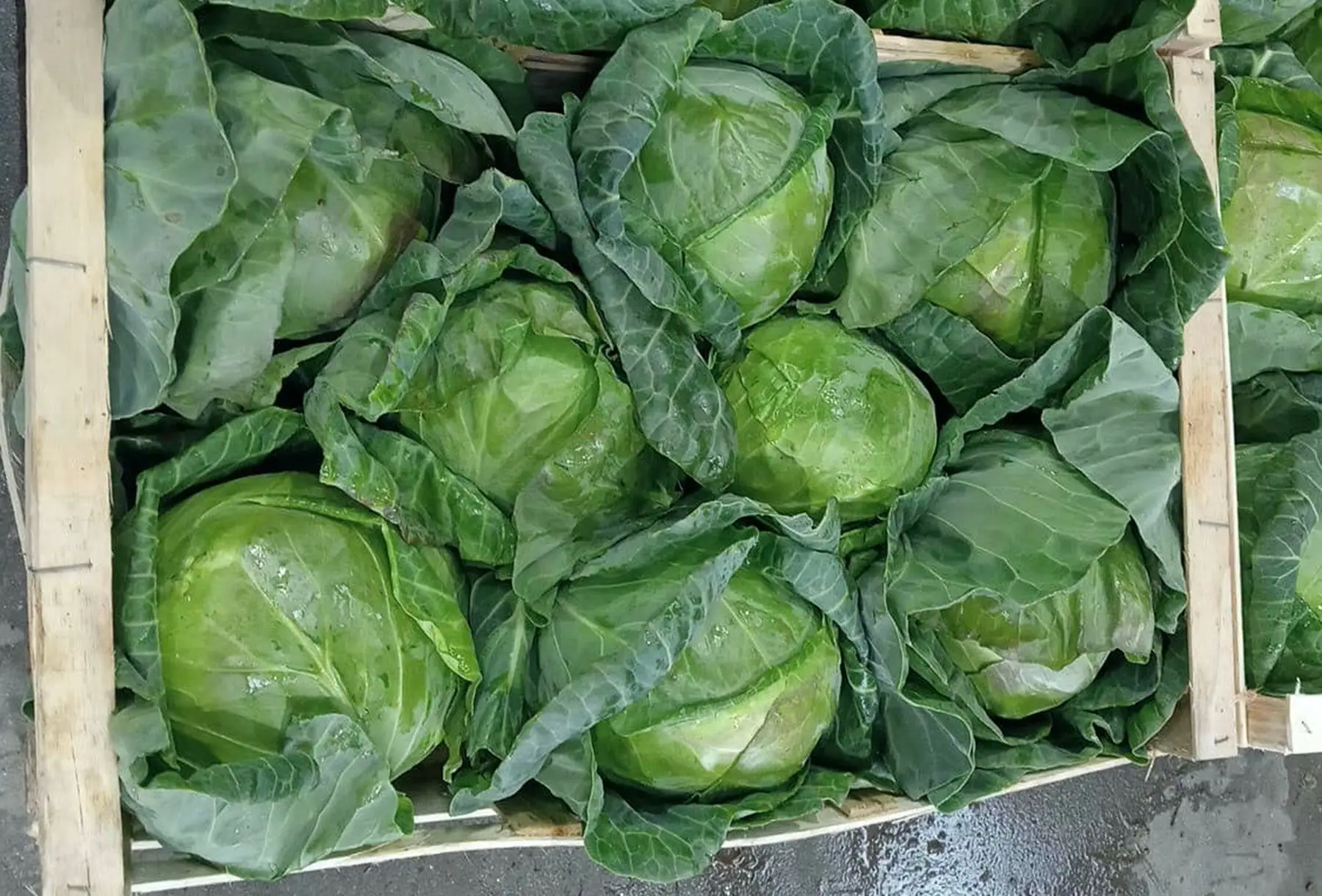 chou lisse blanc bio