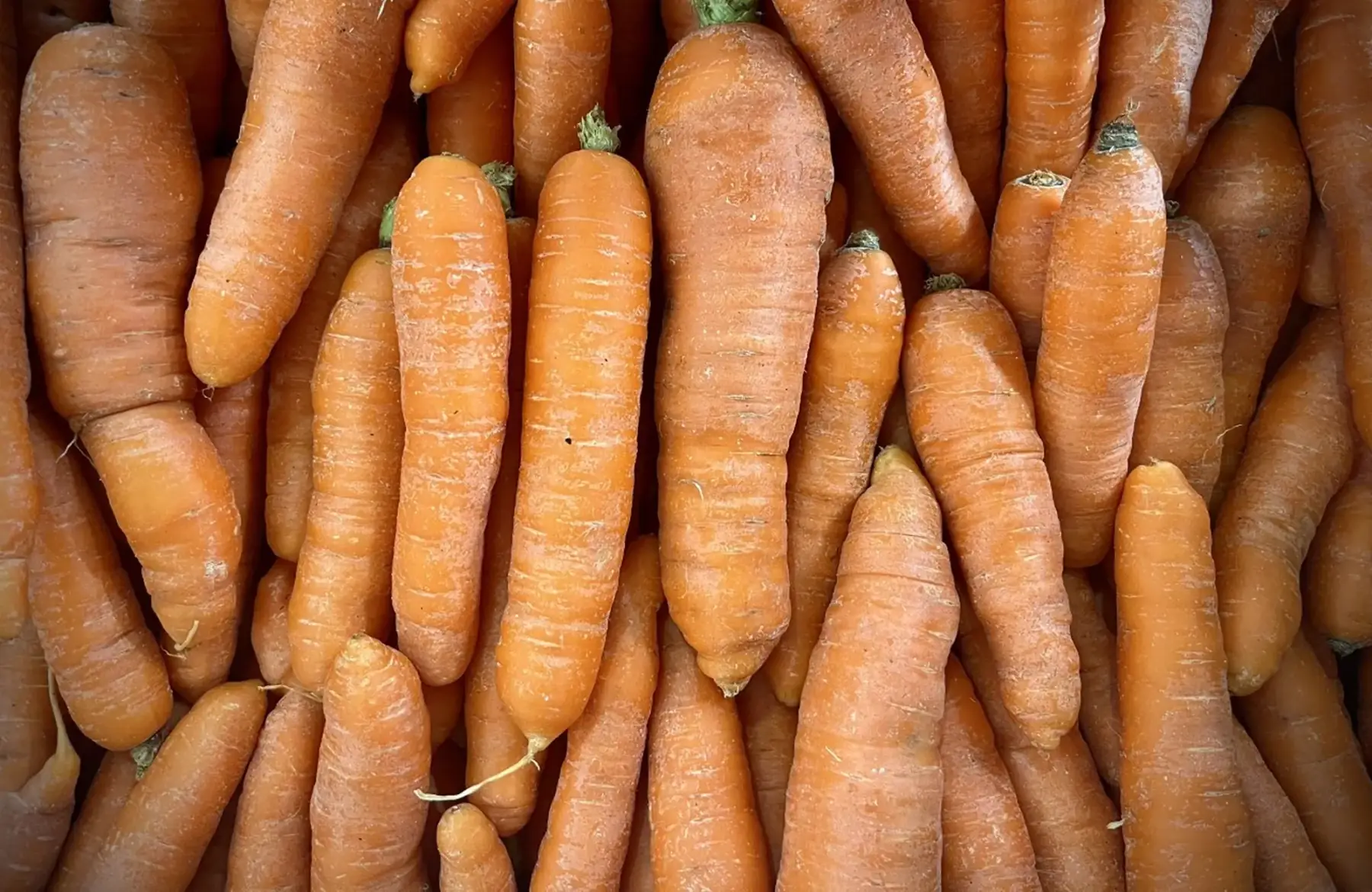 carottes lavées  bio