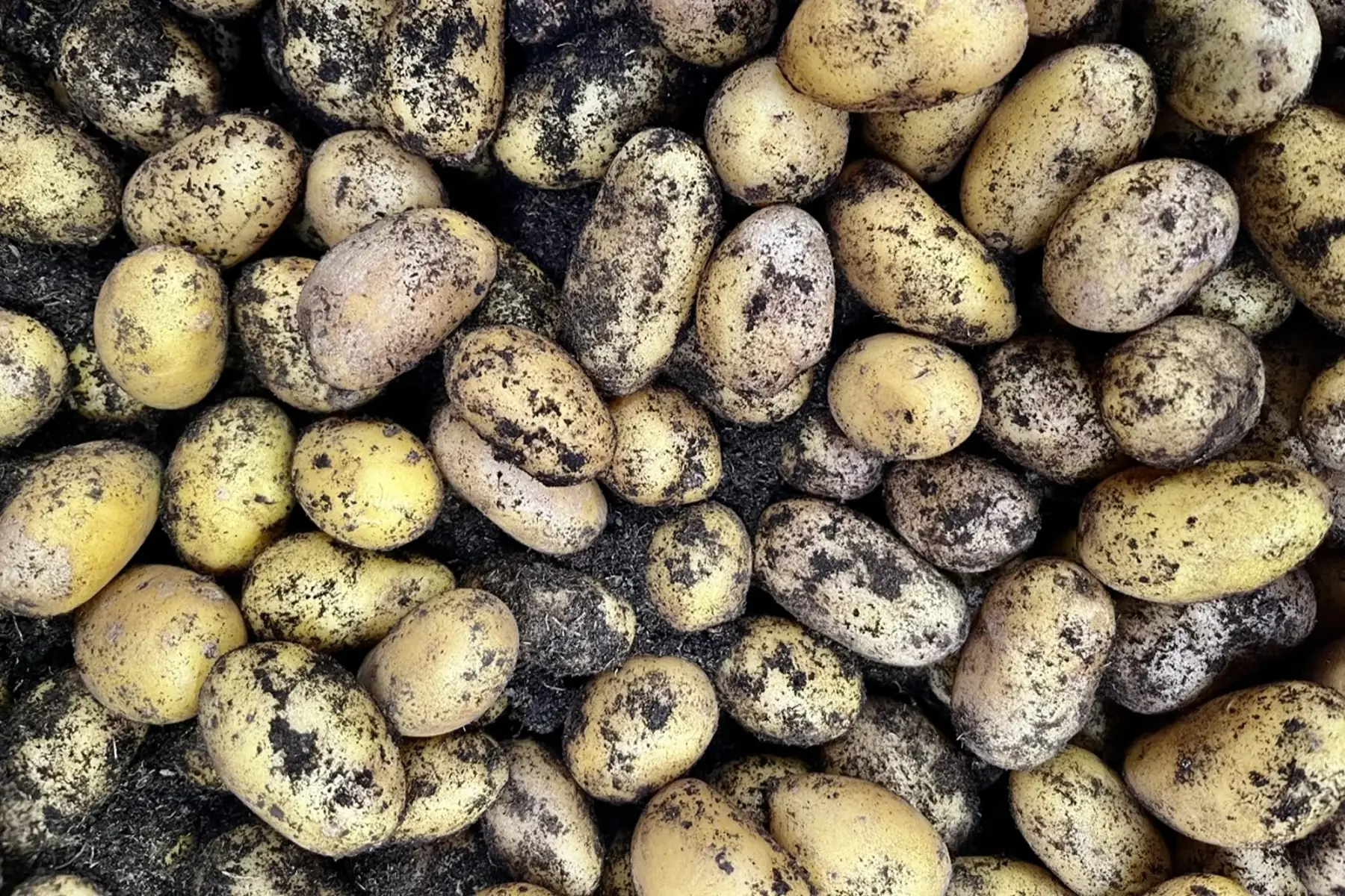 pomme de terre grenaille bio