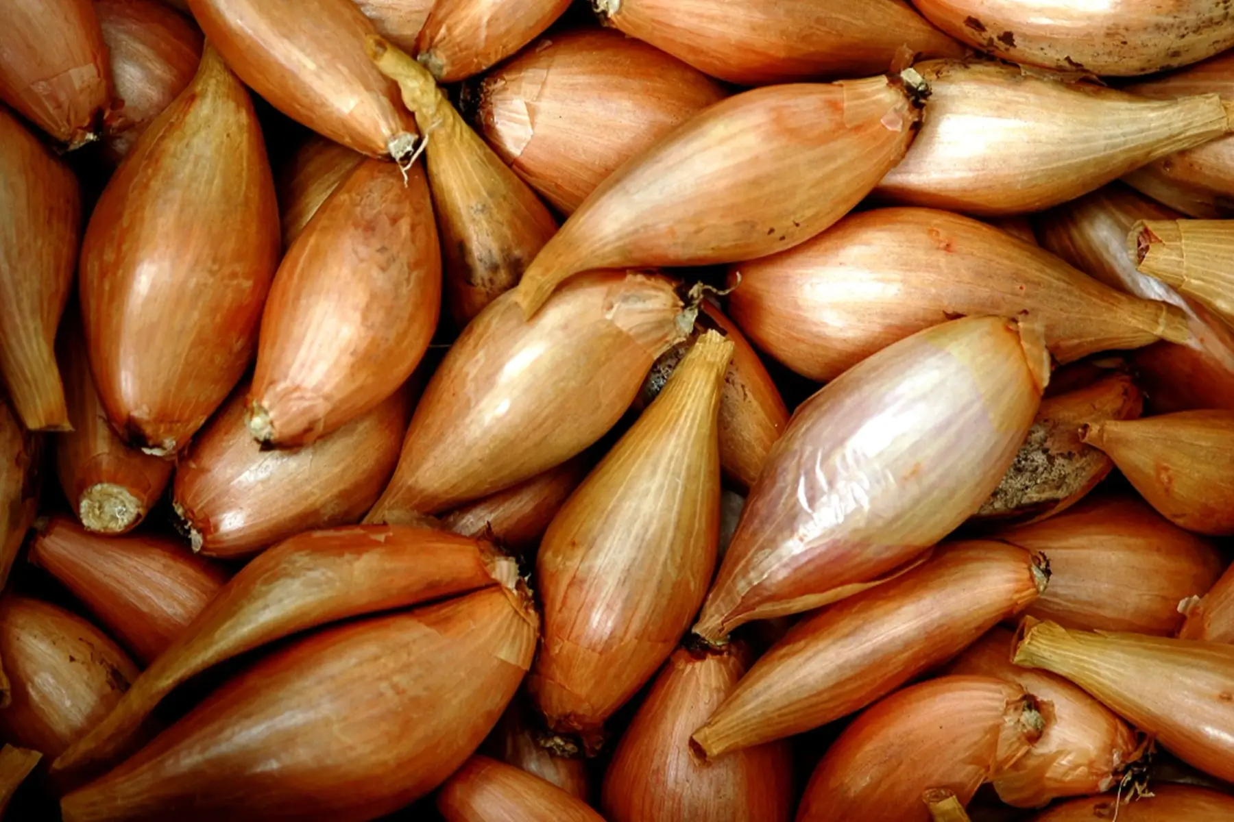 echalotes traditonnelles de bretagne  bio