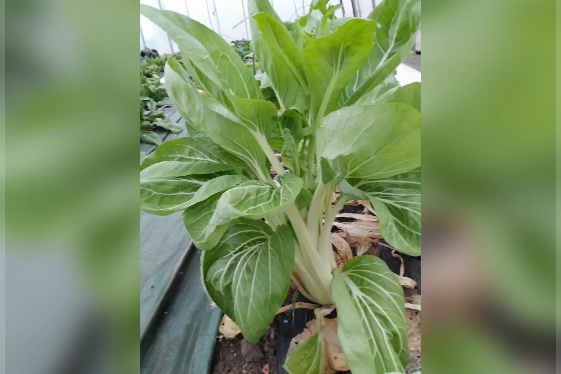 pak-choi