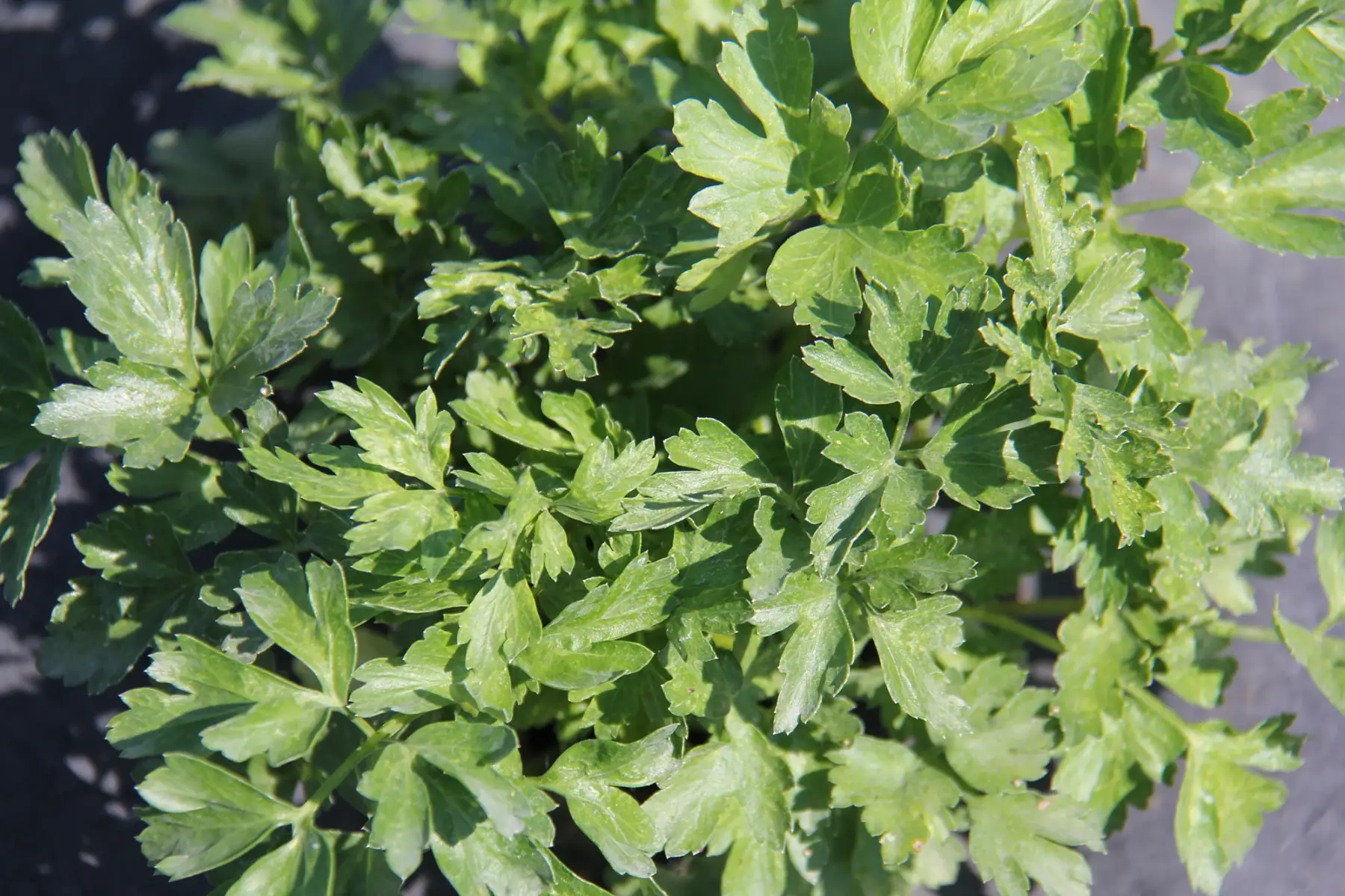 Les jardins d'Amishku