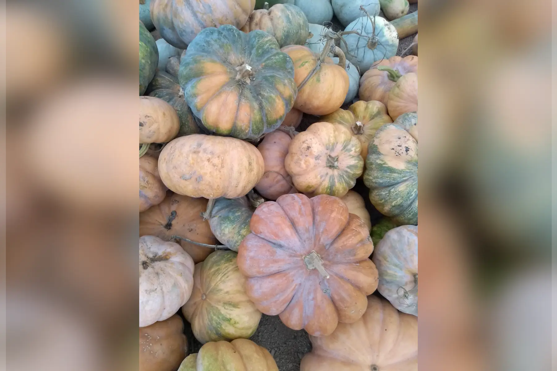 musquée de provence