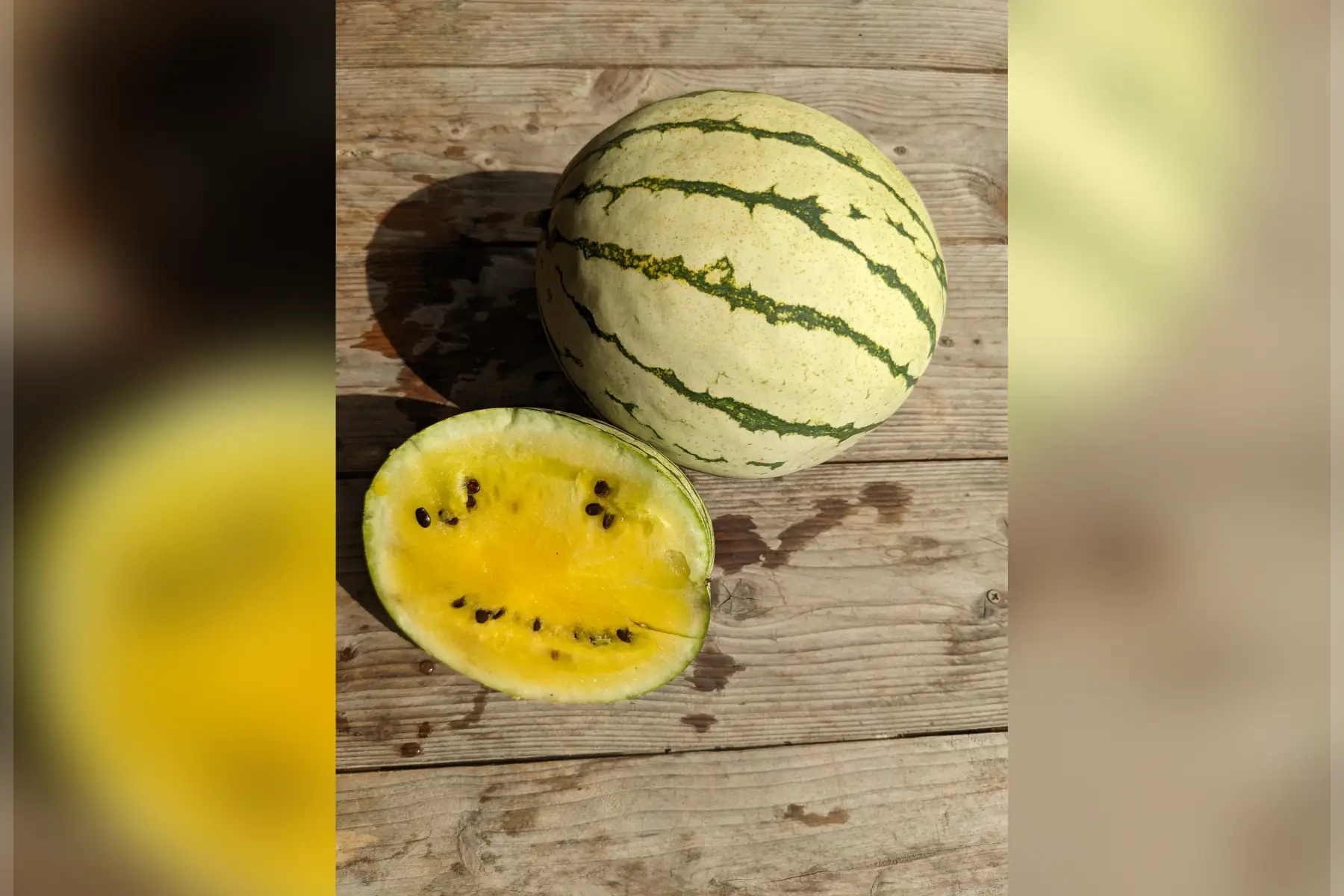 pastèque jaune - variété sunlove