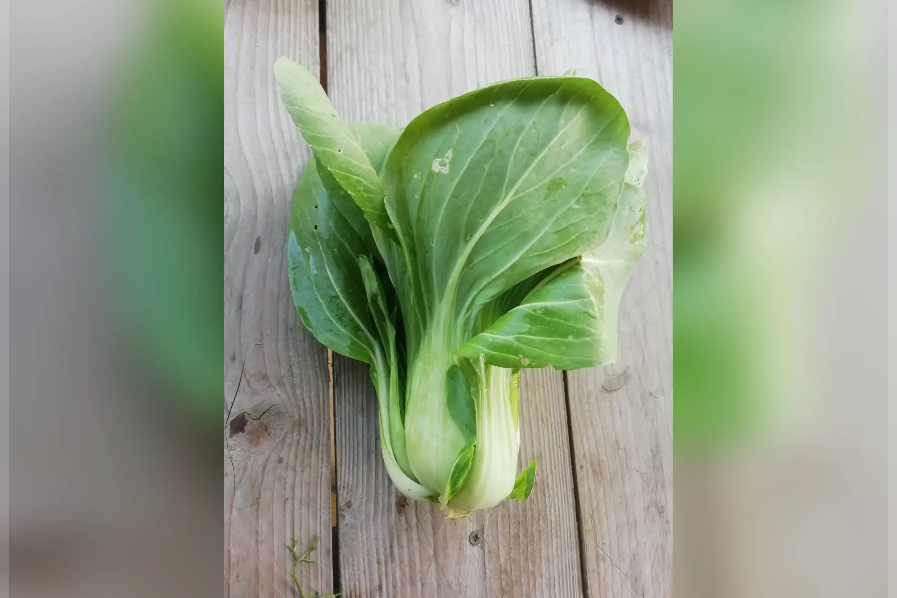chou pak choi