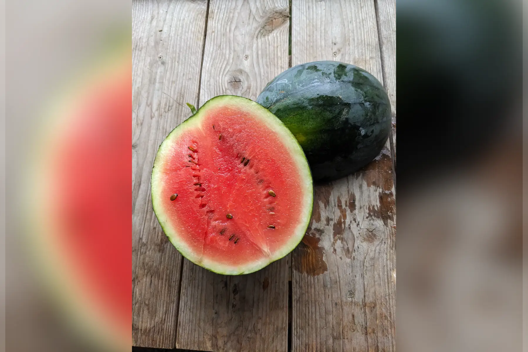 pastèque - variété sugar baby