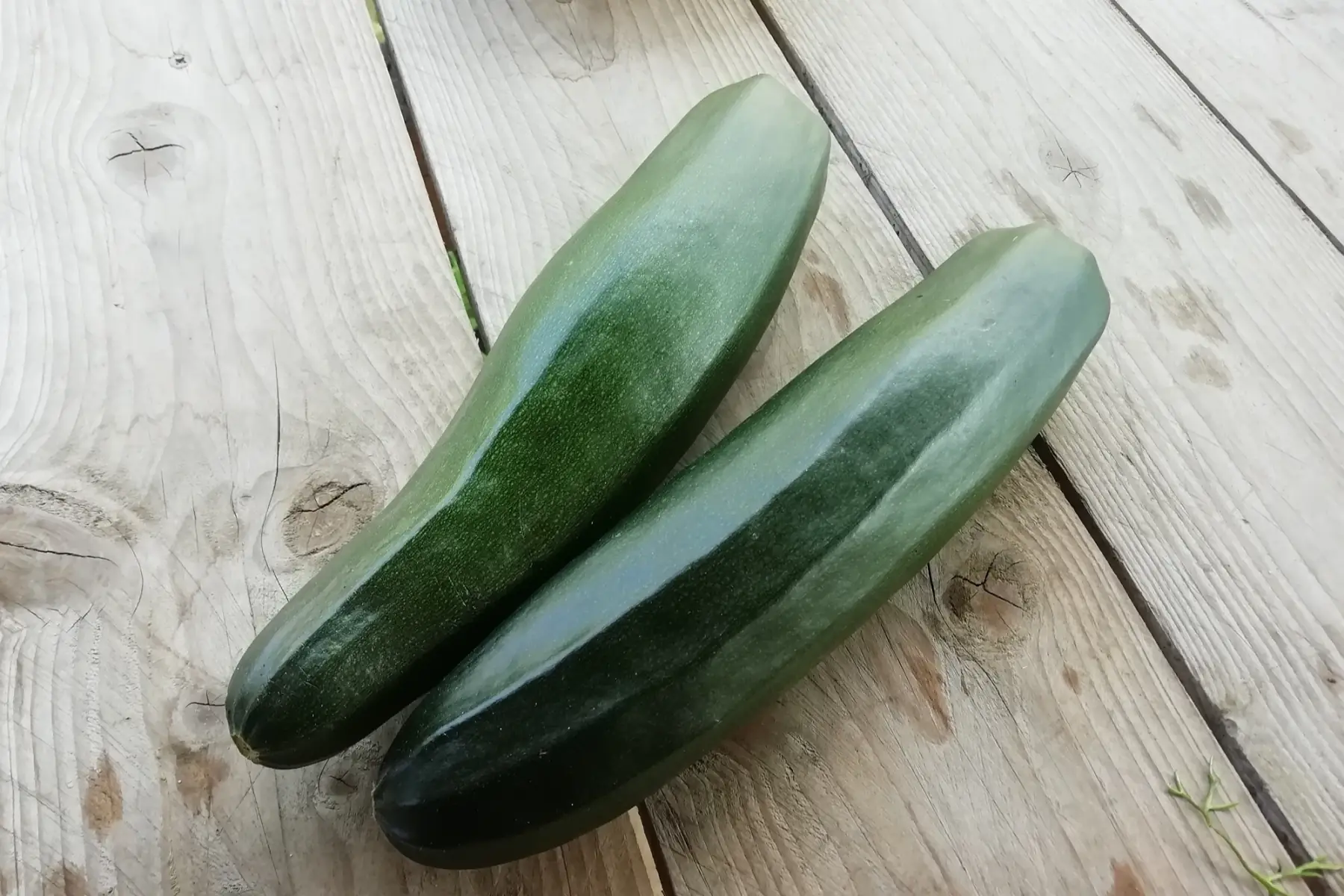 courgettes vertes
