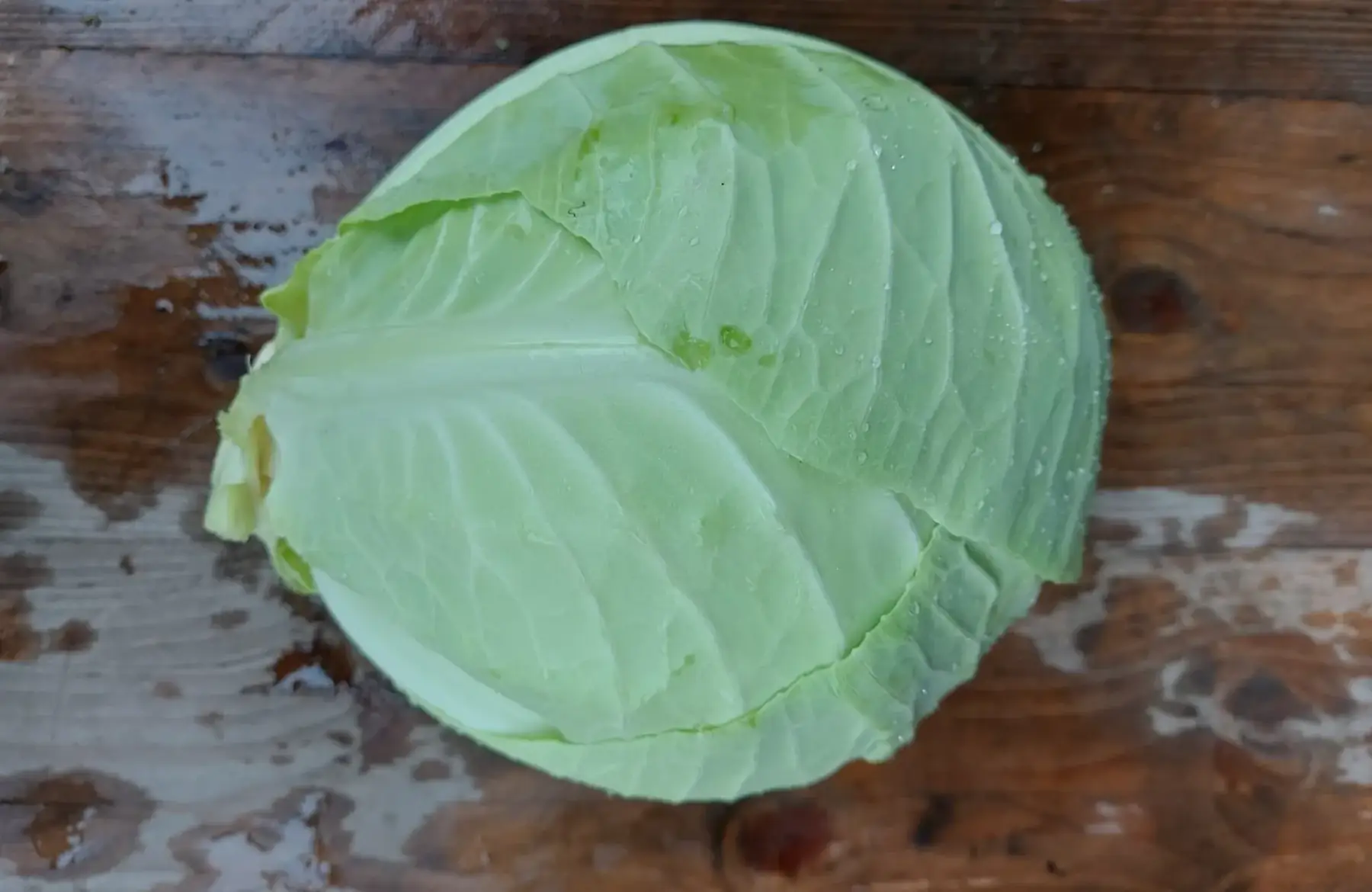 chou cabus blanc nouveau