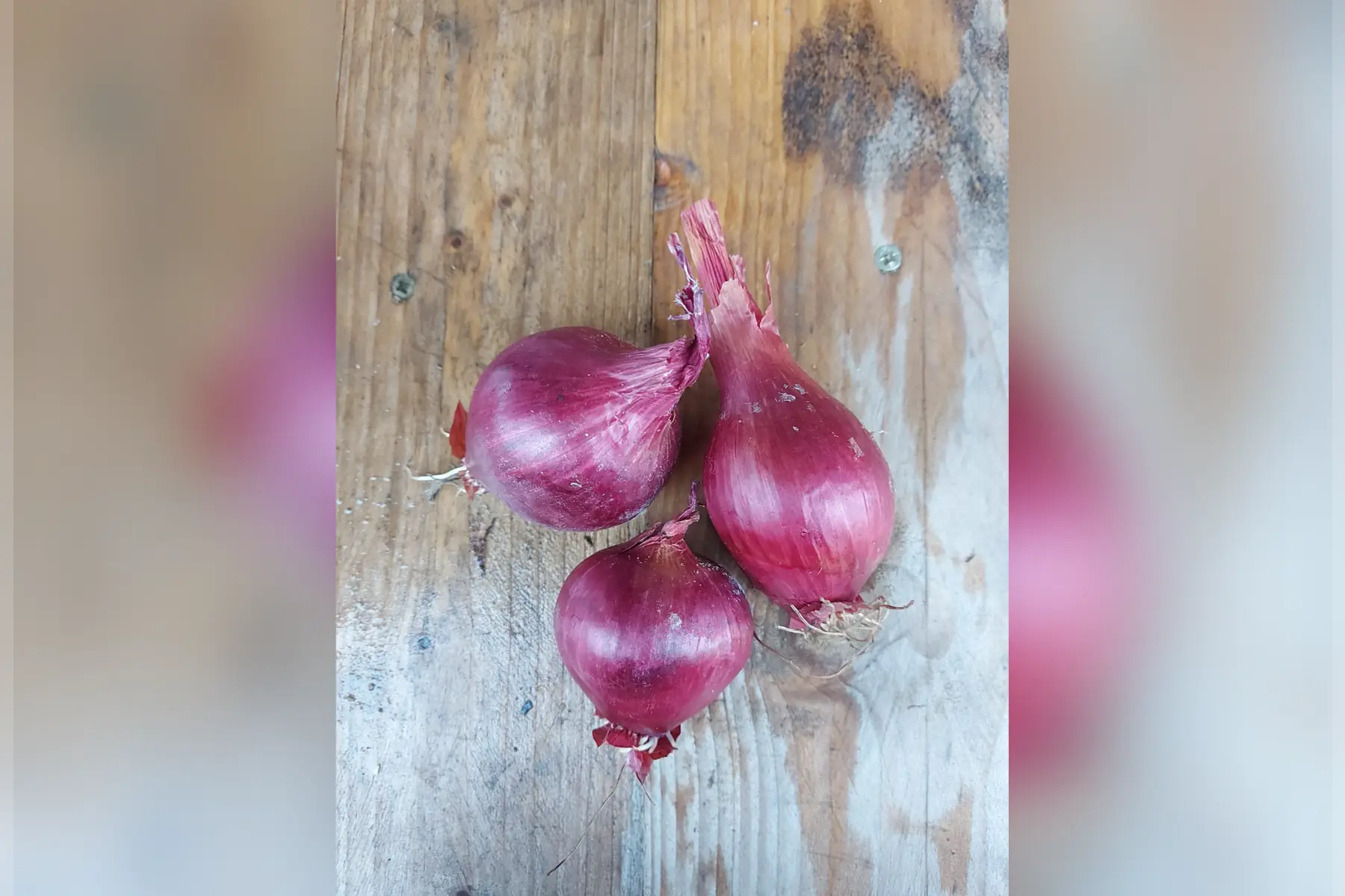 oignon rouge