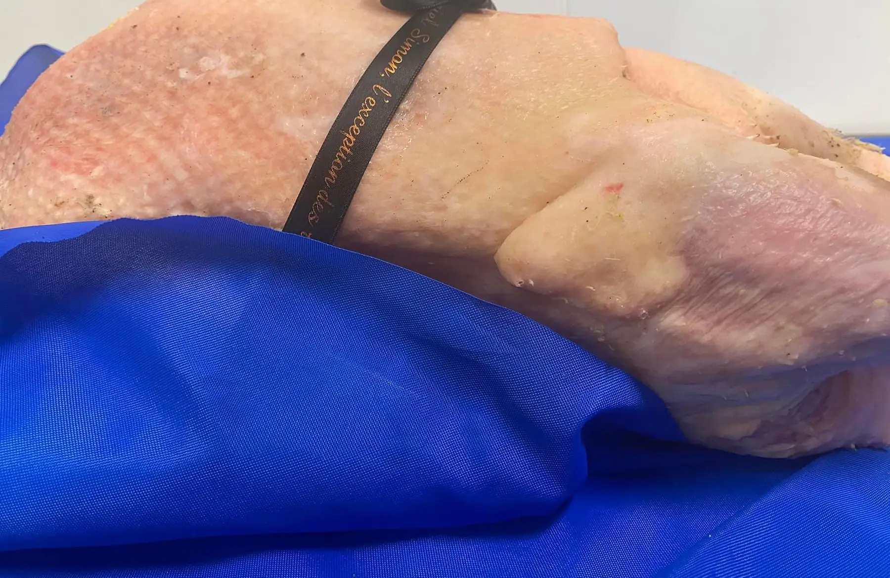 oie des vignes blanche ou grise