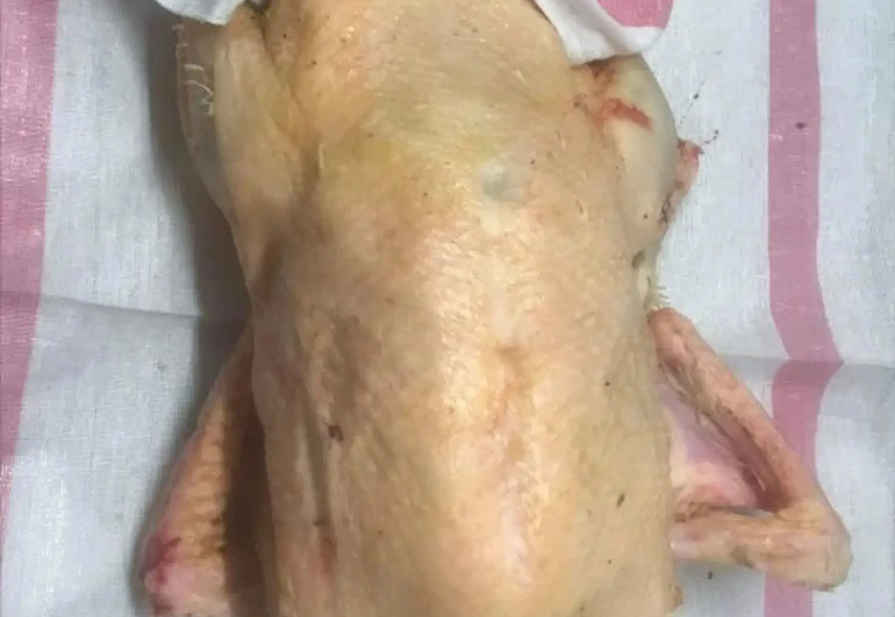 canard gras non vidé