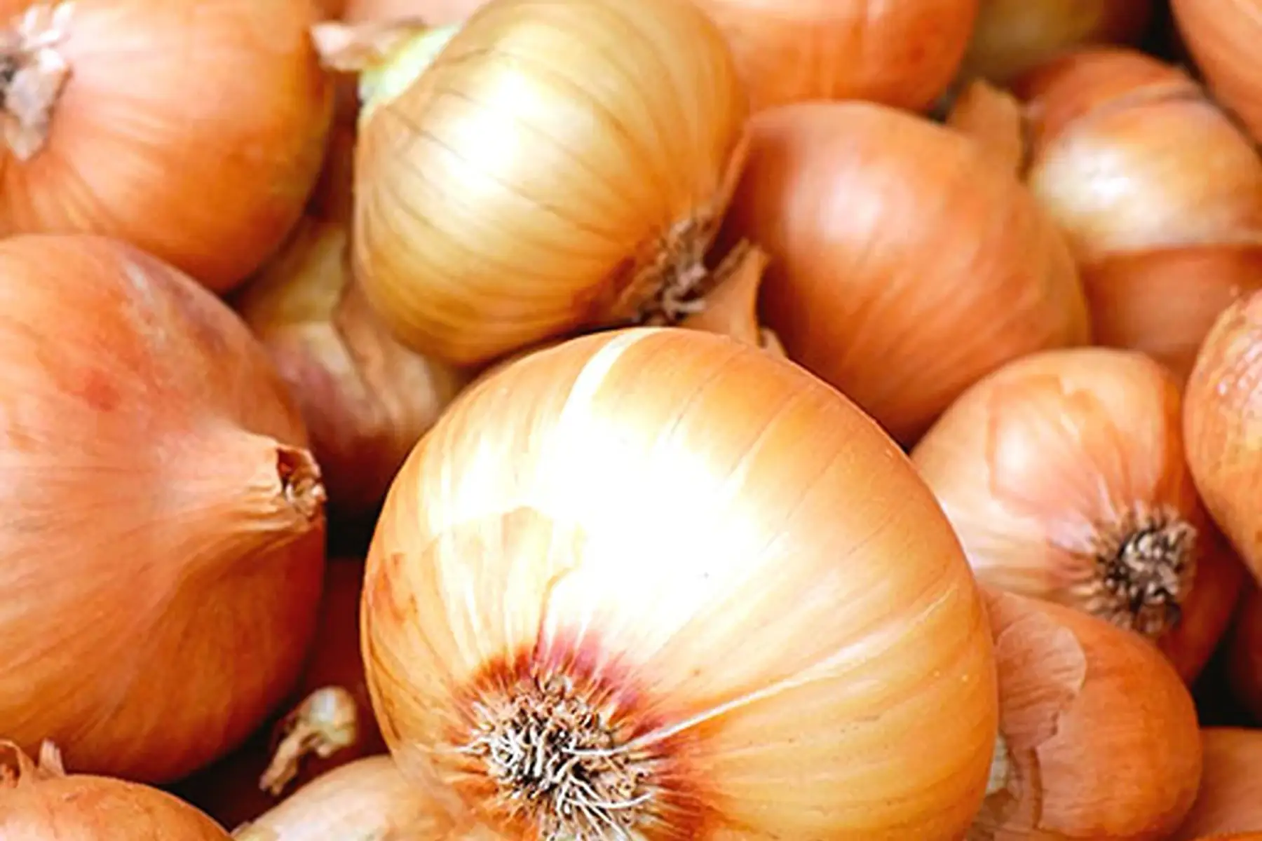 oignon jaune