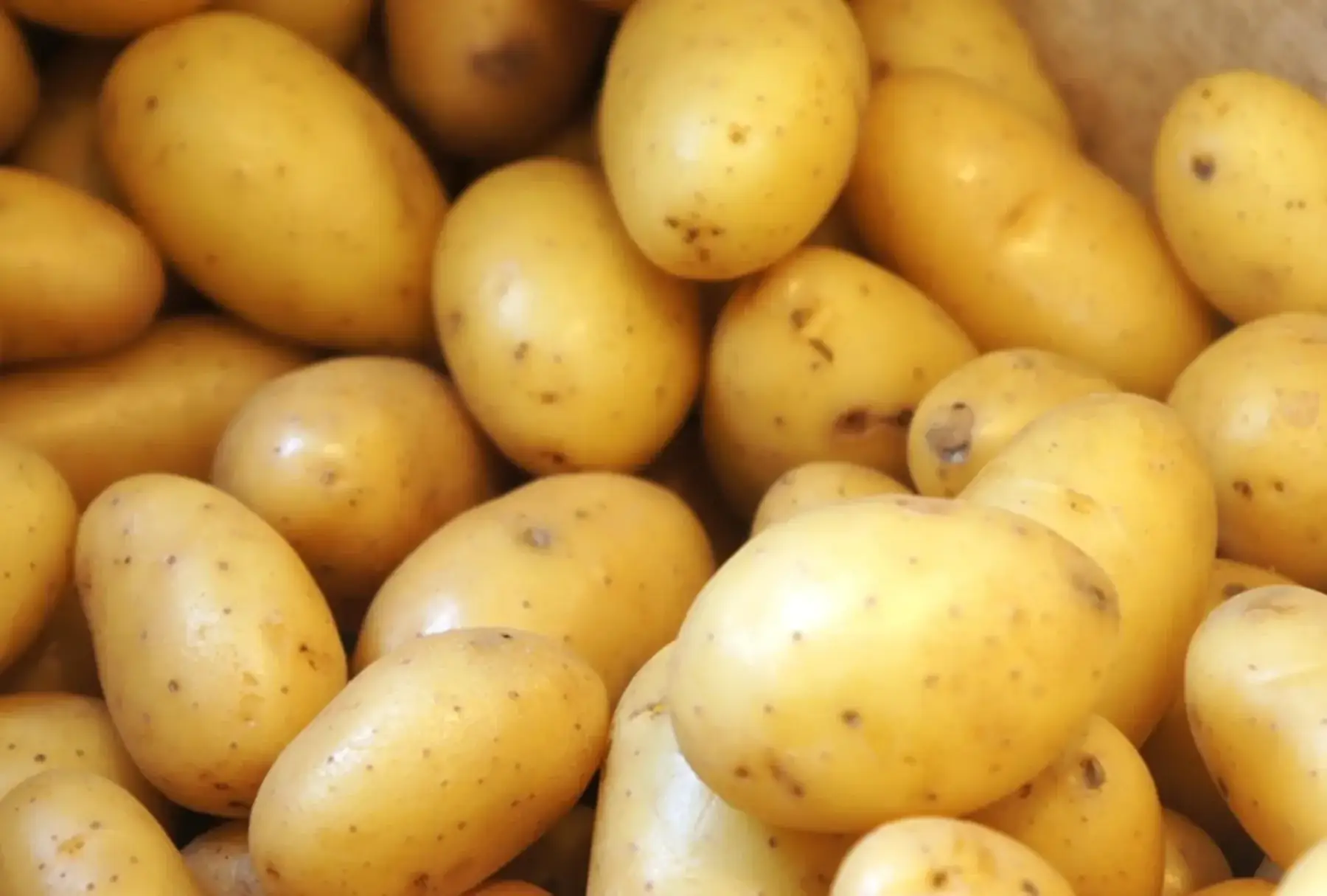 pomme de terre grenaille