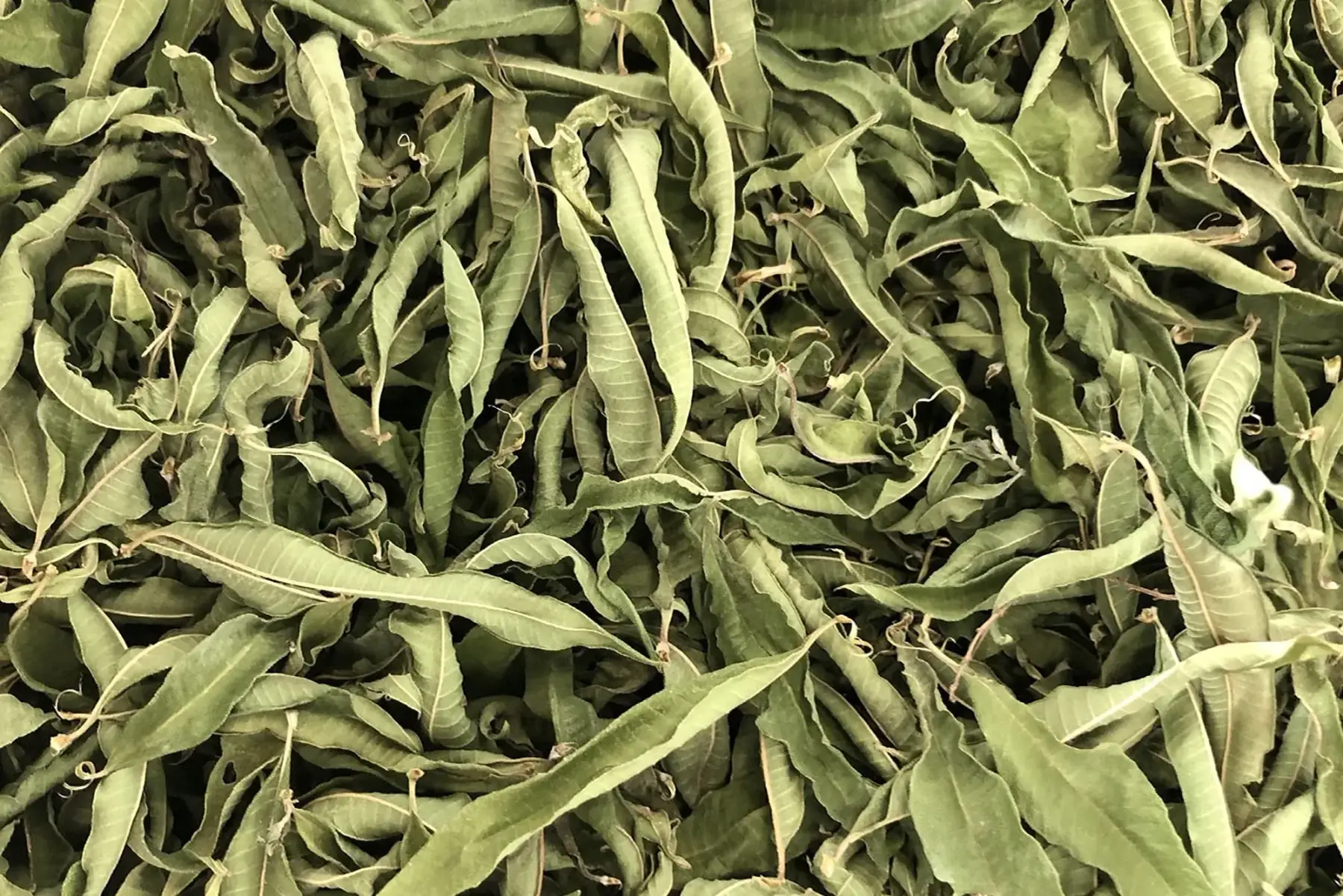 verveine - sachet de 20 gr