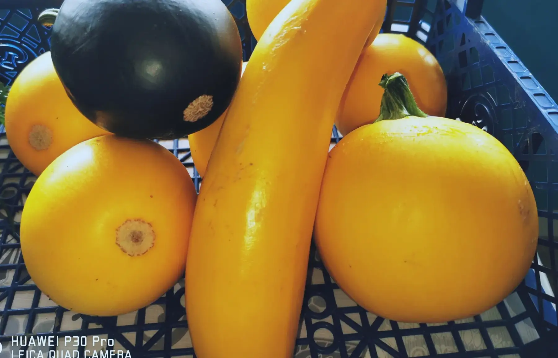 Courgette ronde jaune et verte