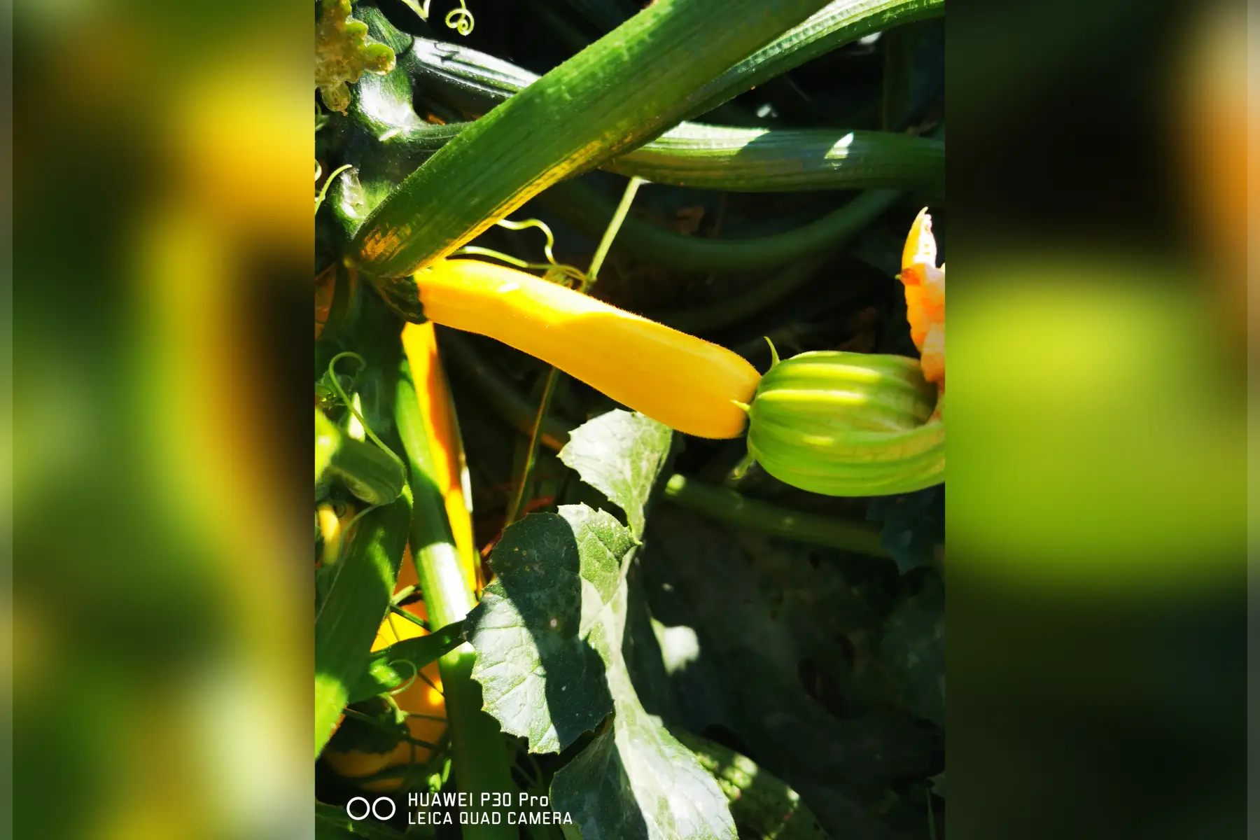 Mini courgettes