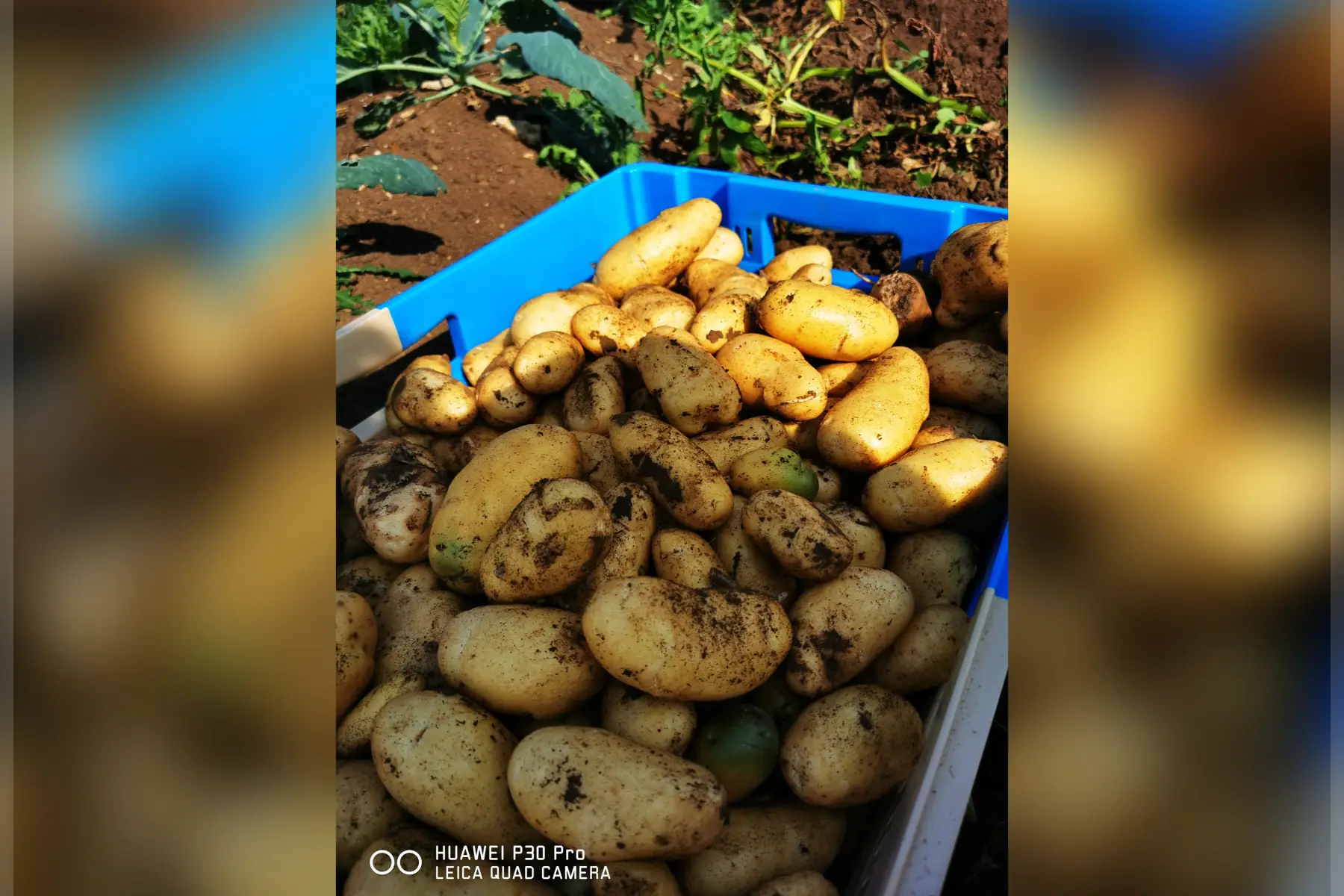 Pomme de terre " Blanche"