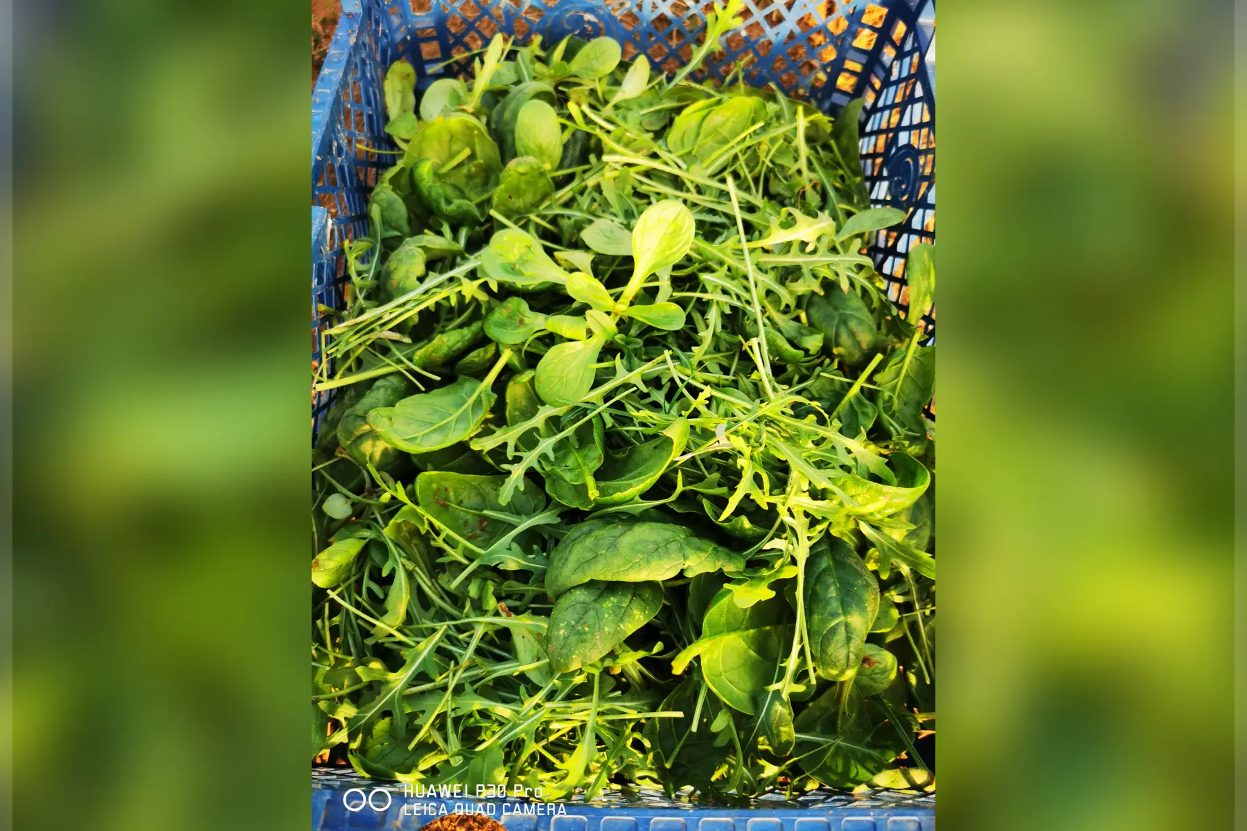 Jeune pousses épinard roquette et mâche